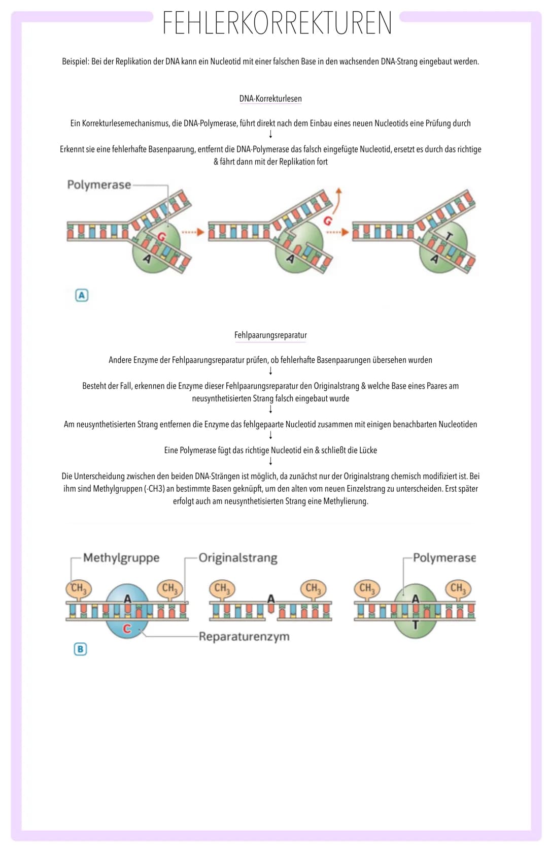 MOLEKULARGENETISCHE GRUNDLAGEN DES LEBENS SPEICHERUNG & REALISIERUNG GENETISCHER INFORMATION:
BAU DER DNA, SEMIKONSERVATIVE REPLIKATION, TR