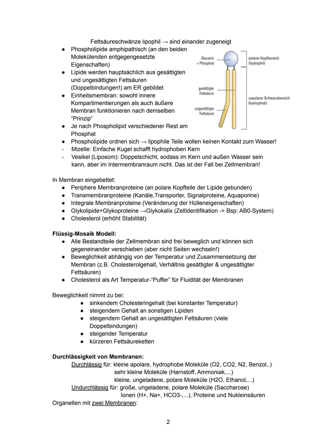 Zellbiologie
= kleinste Einheit des Lebens, die die Grundbausteine des Lebens, die Zellorganellen,
enthält. Sie kann höchst spezialisiert se