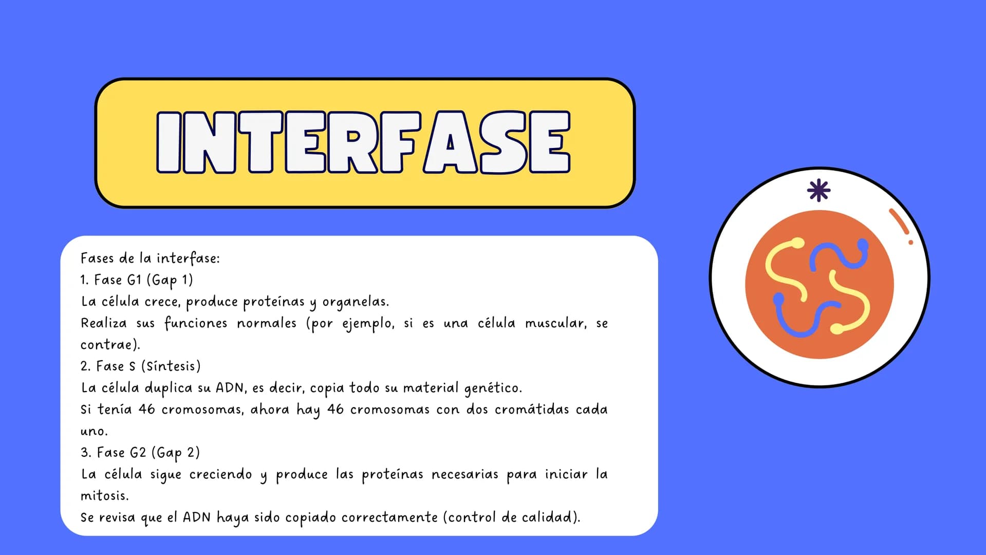 # MITOSIS ¿Qué es la mitosis?
LA MITOSIS ES UN TIPO DE DIVISIÓN CELULAR QUE OCURRE EN LAS CÉLULAS DEL
CUERPO CON EL OBJETIVO DE PERMITIR EL
