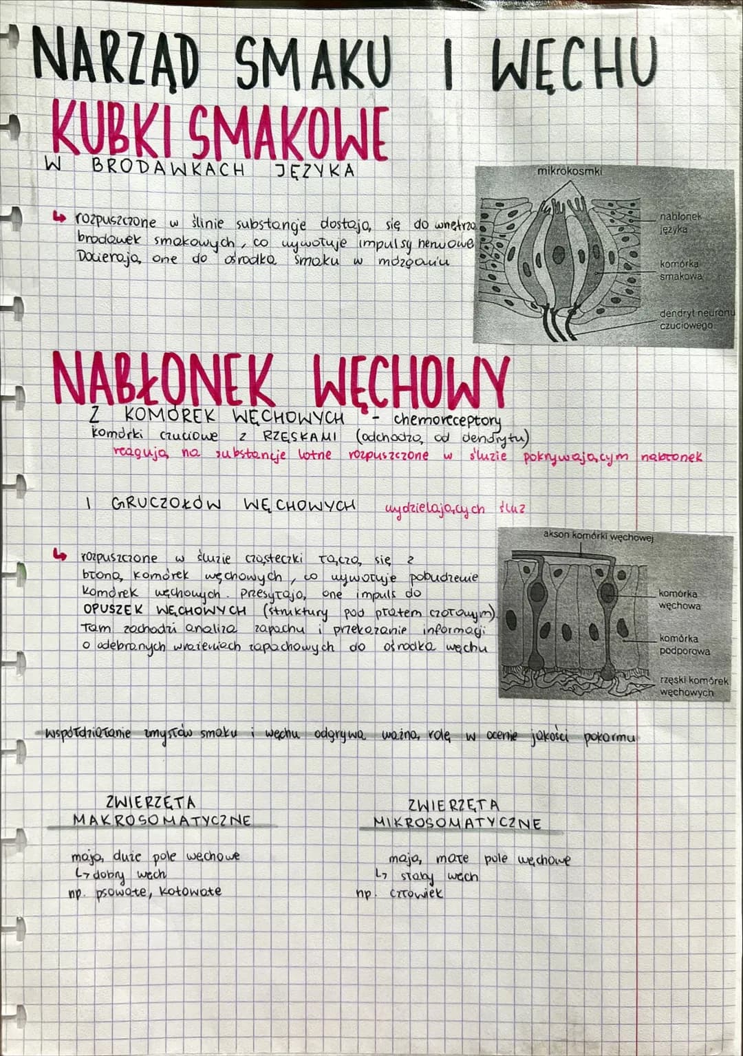NARZ
ADY
ZMYŚKÓW --- OCR Start ---
NARZĄDY ZMYSŁÓW
złożoność budowy
JEDNOKOMORKOWE
zmysły skórne
SKUPISKA KOMOREK
CZUCIOWYCH
zmysły chemiczn