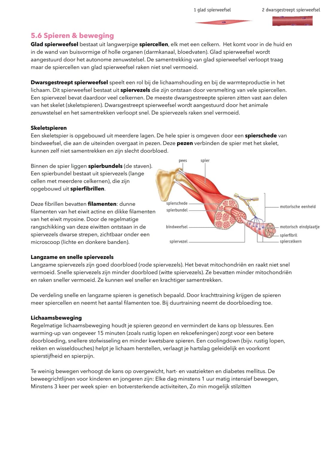 hormoon
-cel in een hormoonklier
receptor
doelwitcel
H5 Regeling
5.1 homeostase en regelkringen
Homeostase
bloed
receptor
willekeurige cel
J