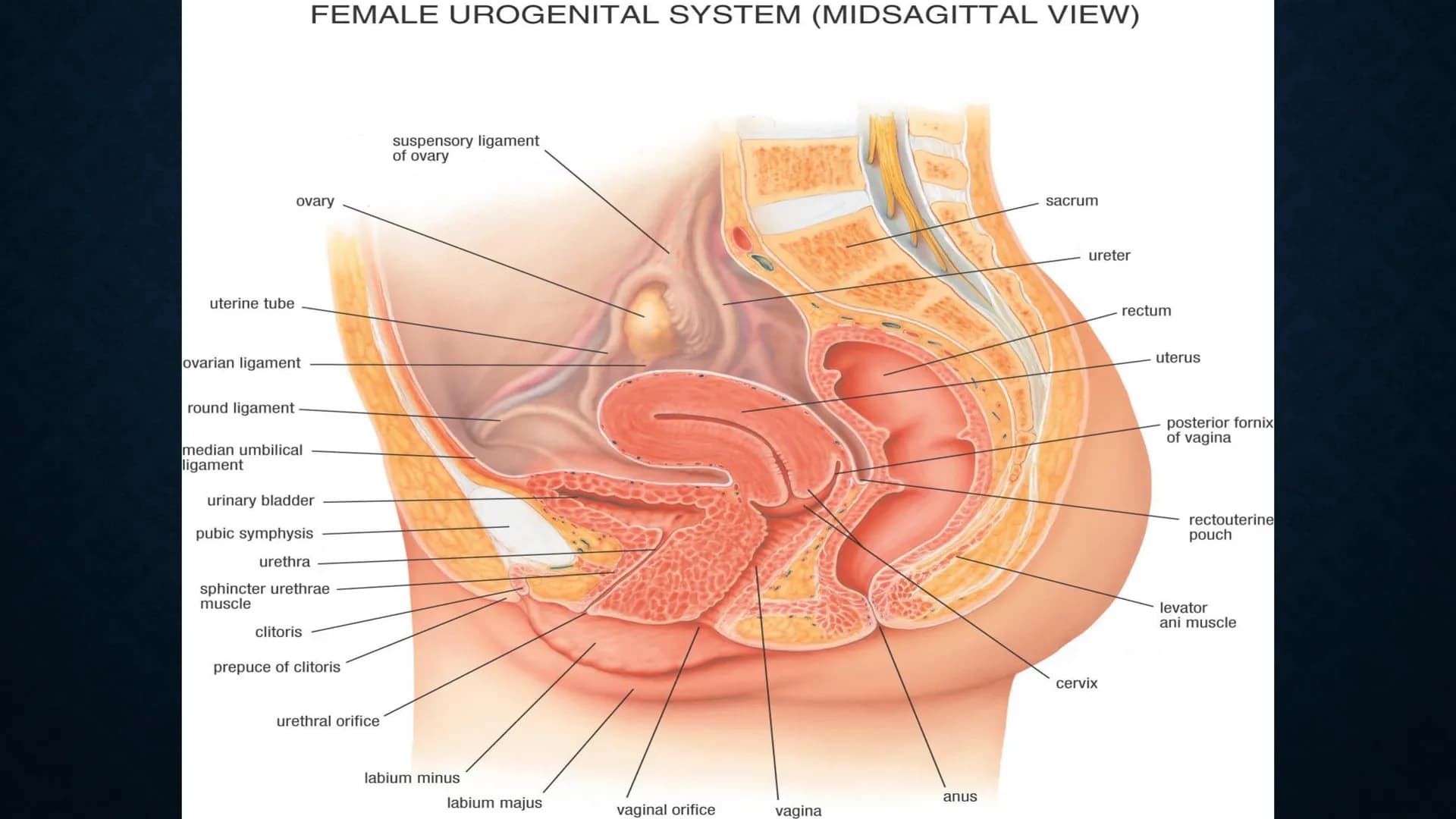 # ANATOMÍA Y FISIOLOGÍA
# RENAL
Dra. Lisek Herrera Utrera SISTEMA RENAL
•El aparato urinario o excretor es un
conjunto de órganos encargados
