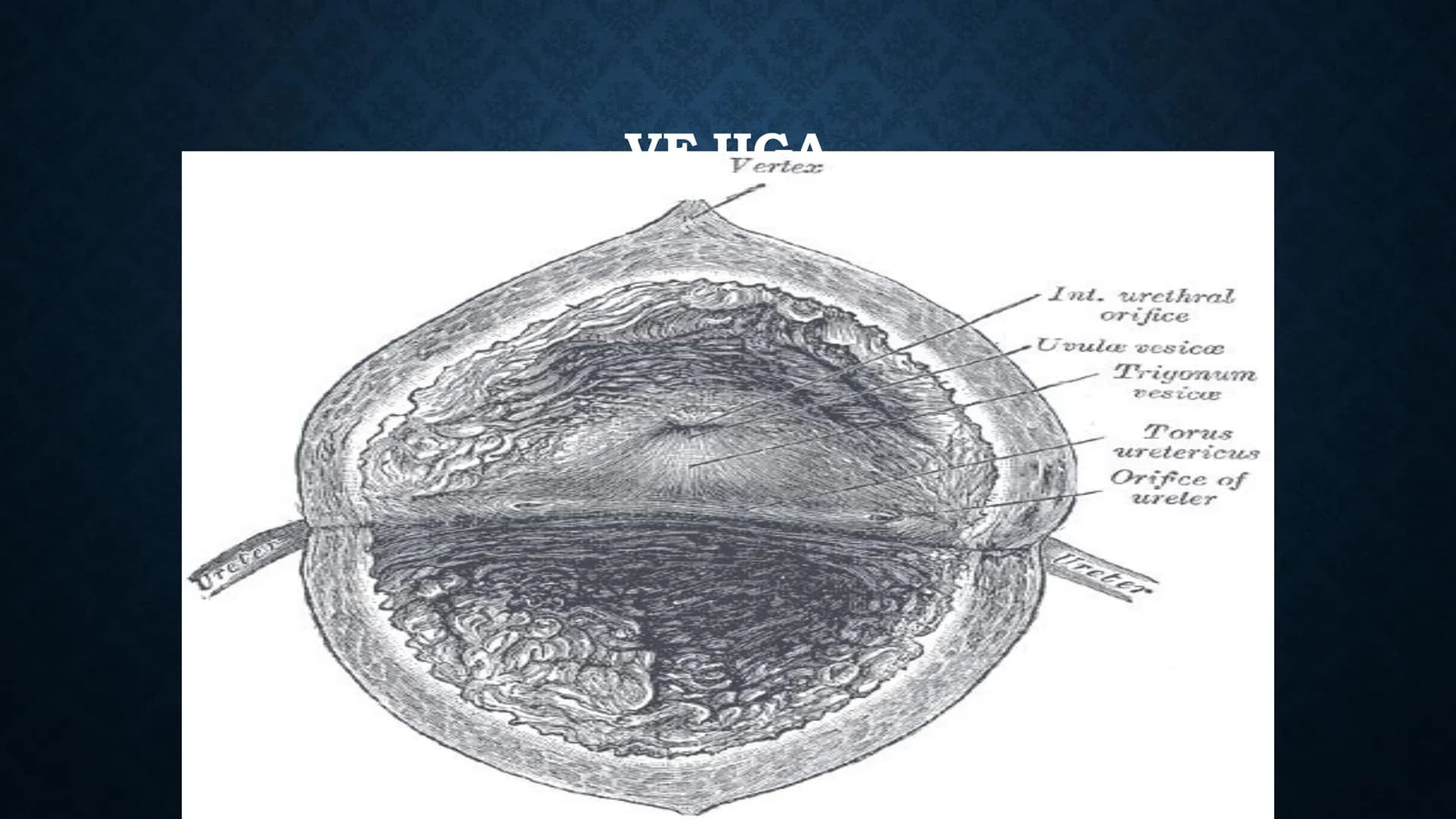 # ANATOMÍA Y FISIOLOGÍA
# RENAL
Dra. Lisek Herrera Utrera SISTEMA RENAL
•El aparato urinario o excretor es un
conjunto de órganos encargados