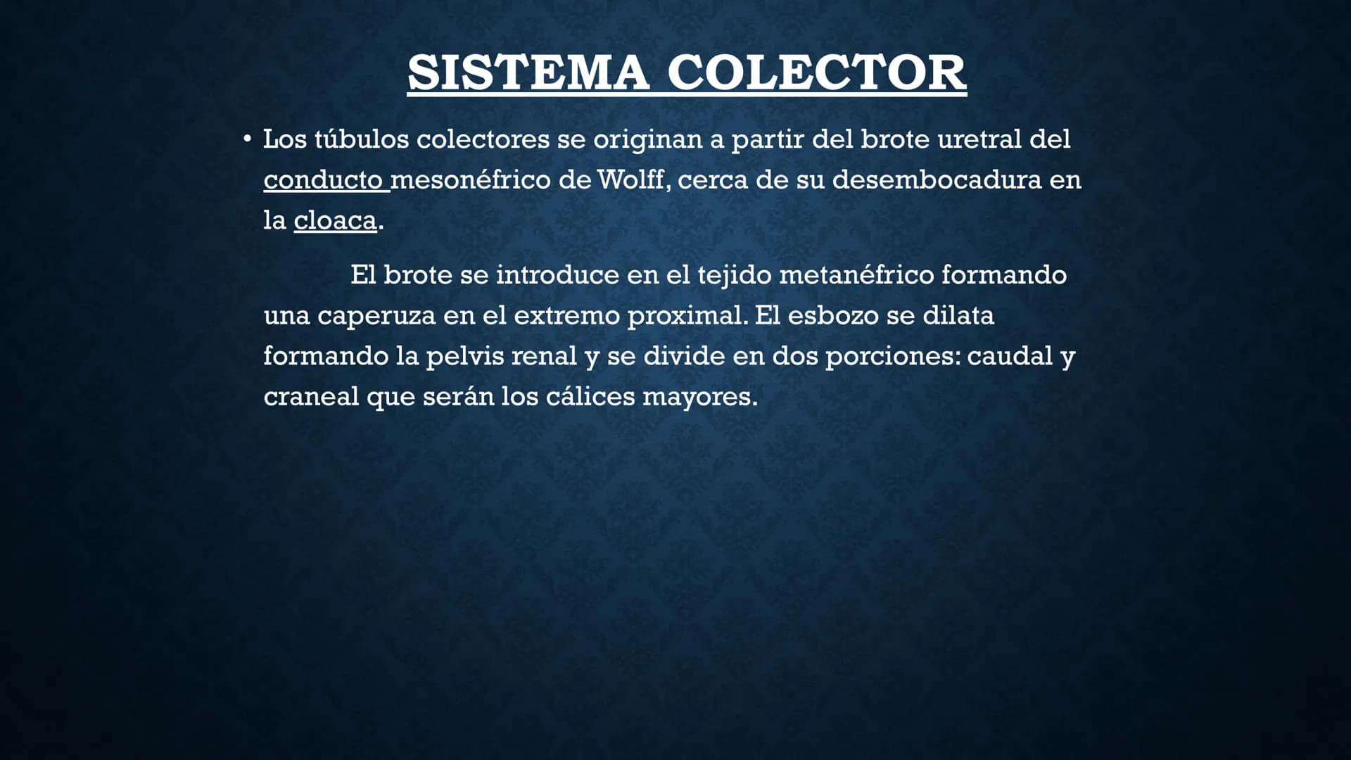 # ANATOMÍA Y FISIOLOGÍA
# RENAL
Dra. Lisek Herrera Utrera SISTEMA RENAL
•El aparato urinario o excretor es un
conjunto de órganos encargados