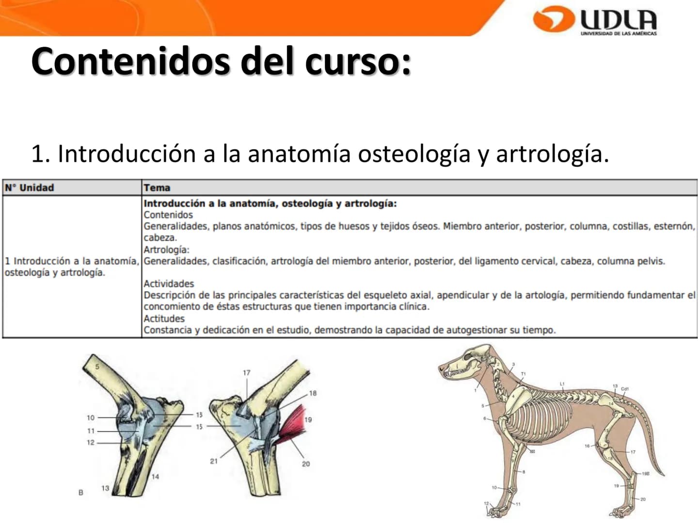 UDLA
UNIVERSIDAD DE LAS AMÉRICAS
Bienvenidos a
ANATOMÍA del CANINO
CVE292 - 2025
M.V. Mariantú Robles Z.
mariantu.robles@edu.udla.cl
MEDICIN