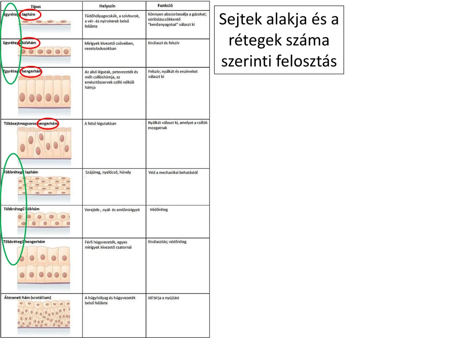 # Állati szövetek
- Hámszövetek
- Kötő- és támasztószövetek
- Izomszövetek
- Idegszövet # Hámszövetek
- Felületeket fednek, lehatárolnak +