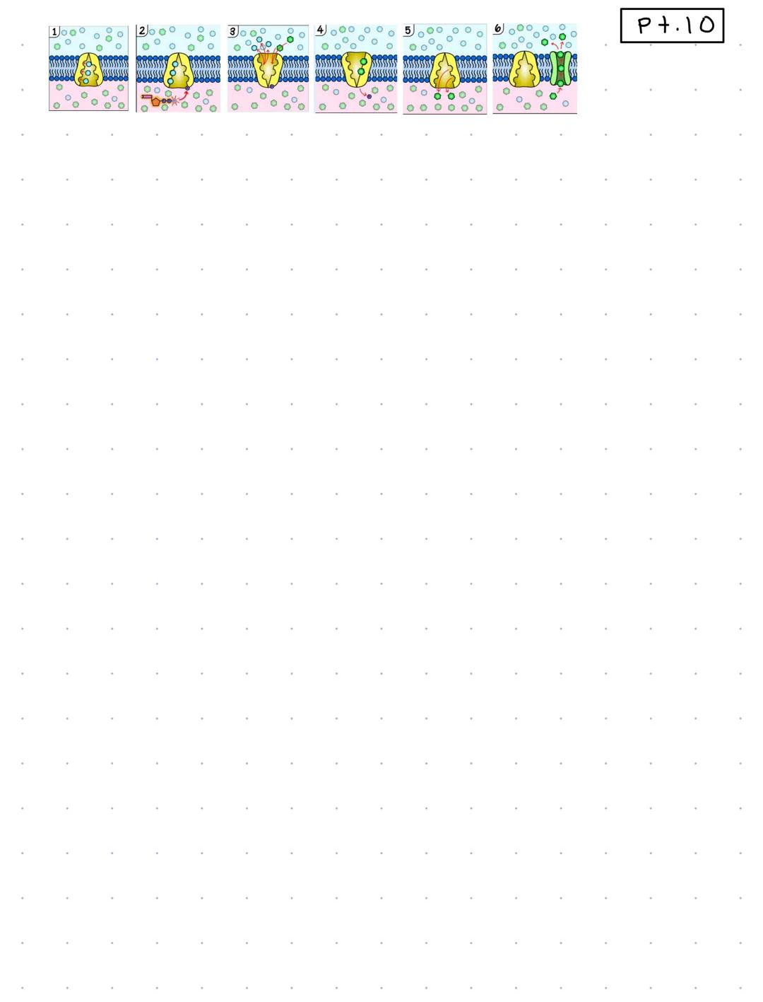 P+.1
Cells and Cell Parts
miller-urey experiment - the origin of life on this planet
demonstrated the abiotic synthesis of organic compounds