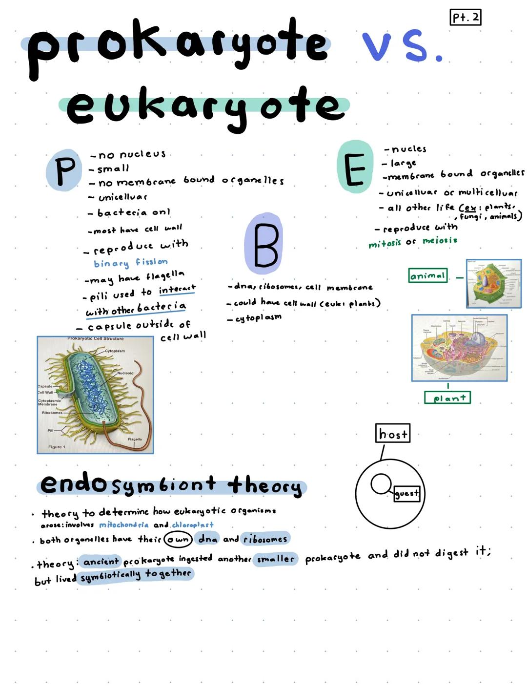 P+.1
Cells and Cell Parts
miller-urey experiment - the origin of life on this planet
demonstrated the abiotic synthesis of organic compounds
