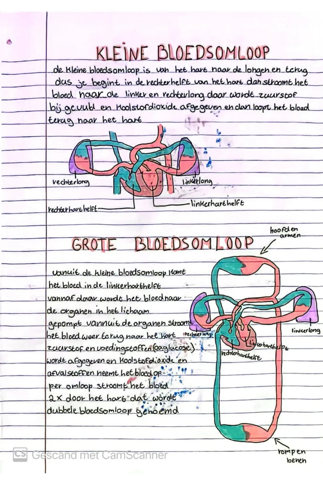 # KLEINE BLOEDSOMLOOP
de Kleine bloedsomloop is van het hare haar de longen en terug
das je begint in de rechter helft van het hart dan str