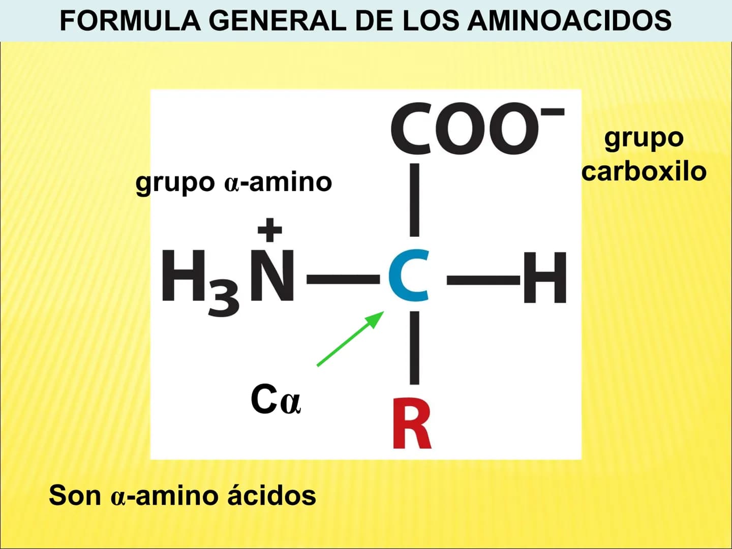 # PROTEÍNAS GENERALIDADES Las proteínas
están formadas por unidades básicas
que corresponden a los aminoácidos, los cuales
se unen entre
