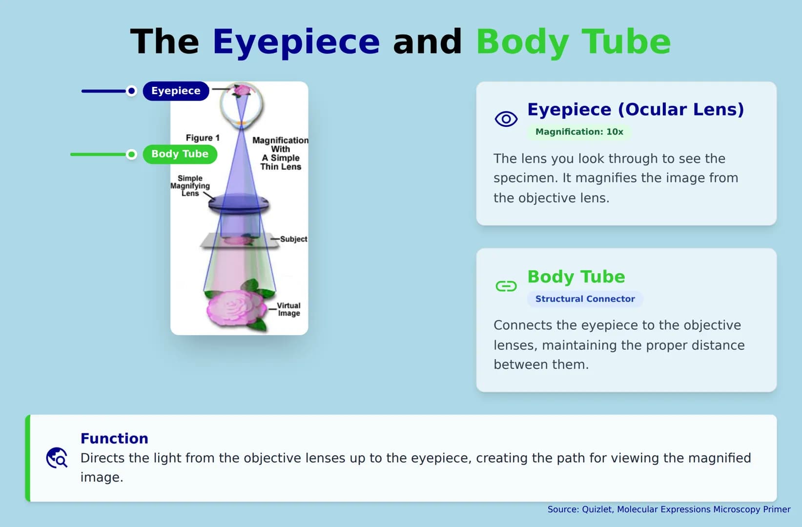 Eye piece
Parts of a Microscope
adjustment
Grade 7 Quarter 2
knob
Fine adjustment
knob
Sapiens Al
Body tube
Revolving
nose piece
Objective