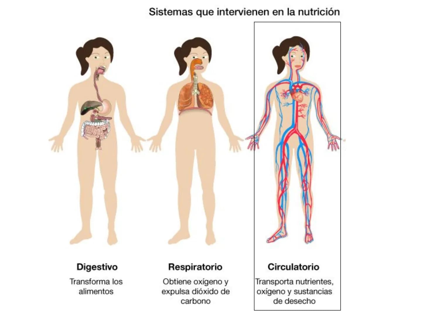 12.3
OA: Identificar los órganos del sistema circulatorio (corazón,
vasos sanguíneos y sangre) y explicar la función de transporte
de susta