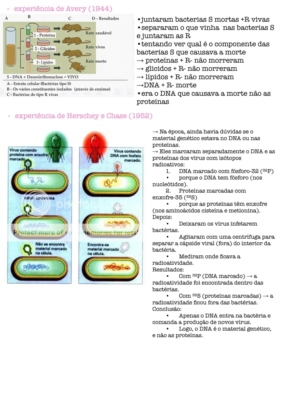 # Biologia # célula
células procarióticas célula simples, sem núcleo organizado, sem a maioria
das estruturas celulares conhecidas.
são por