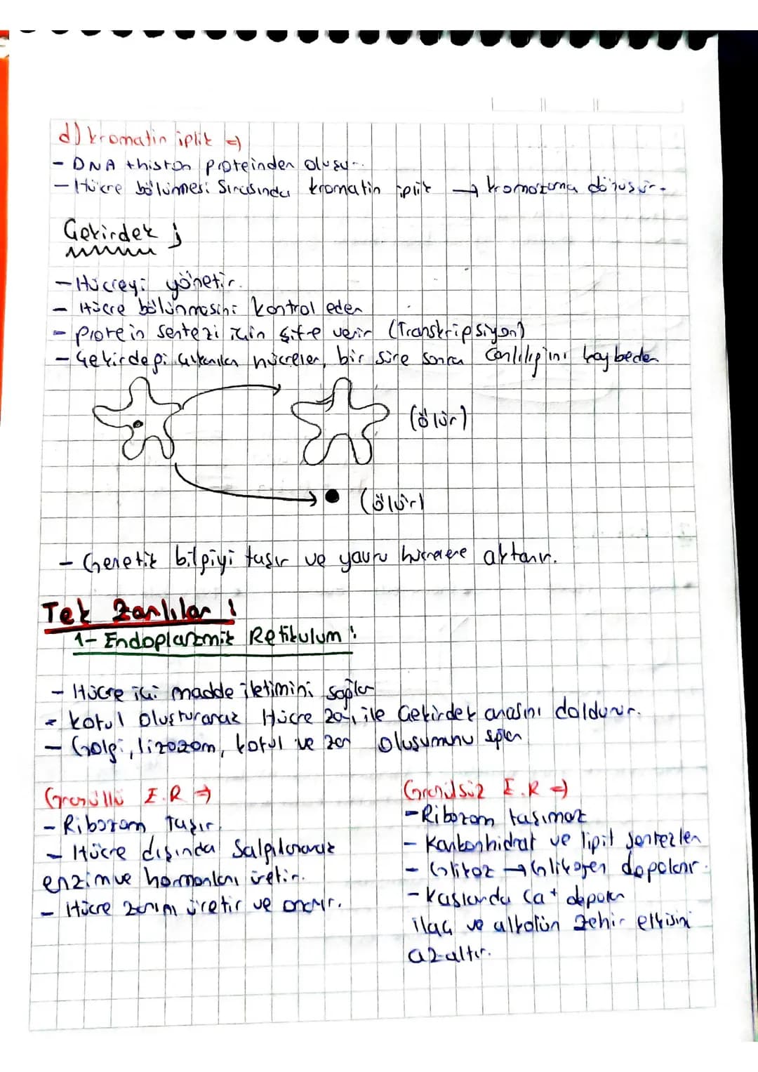 # HÜCRE ORGANELLERİ
Zarsızları
1-Ribozom (OTP)
-
tum conlilanda ortaktır.
- Görevi proteint senter: RNA INükleoprotein
Hayves
2-Sentro