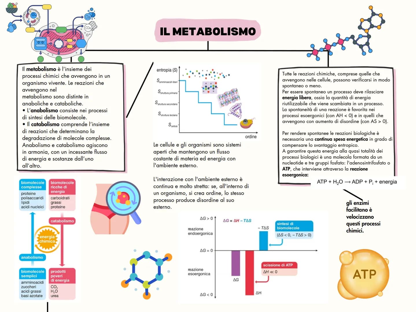 # IL METABOLISMO
Il metabolismo è l'insieme dei
processi chimici che avvengono in un
organismo vivente. Le reazioni che
avvengono nel
metab