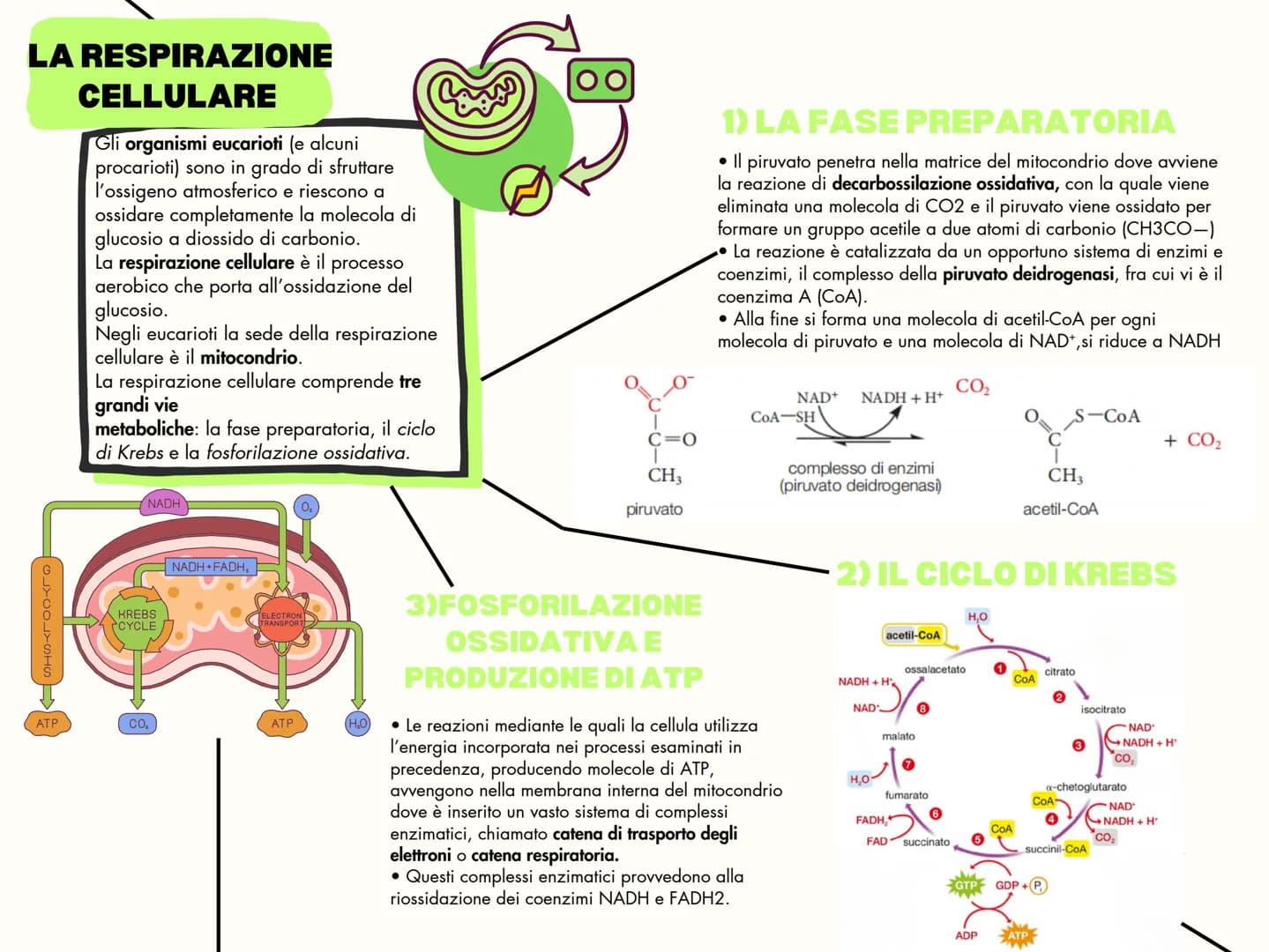 # IL METABOLISMO
Il metabolismo è l'insieme dei
processi chimici che avvengono in un
organismo vivente. Le reazioni che
avvengono nel
metab