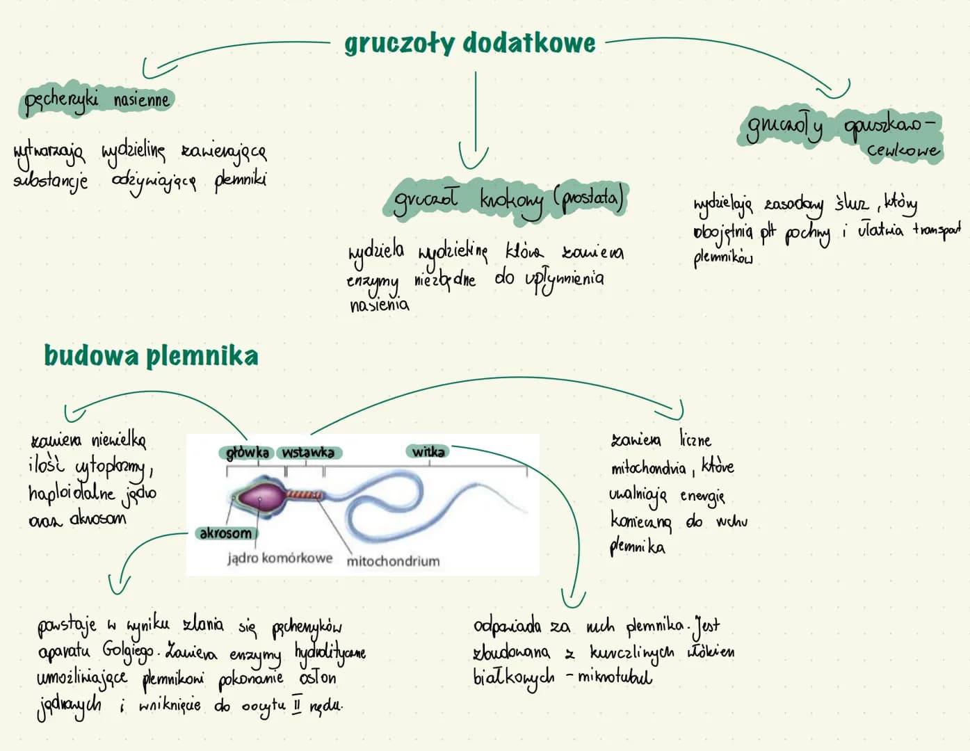 # narządy rozrodcze - męskie
wytharzanie gamet
męskich plemników
hydzielanie męskich
hormonów płcionych np. testosteronu
erekcja
funkcj
