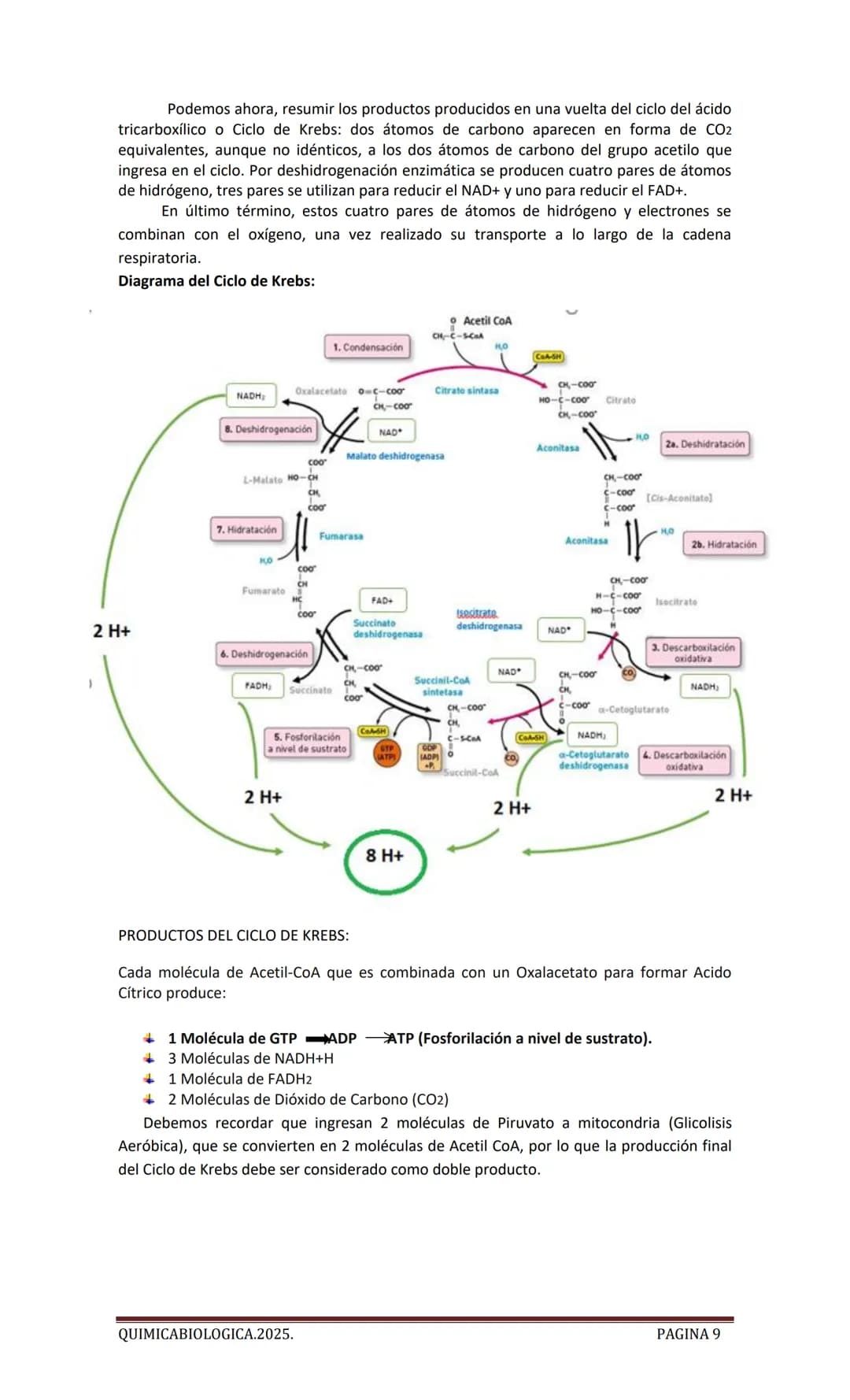 2025
CARTILLA DE METABOLISMO: CICLO DE
KREBS. CADENA RESPIRATORIA. LANZADERA
G3P. VIA DE LAS PENTOSAS.
Acetil-CoA 20 Citrato
H20
NADH+H
CO