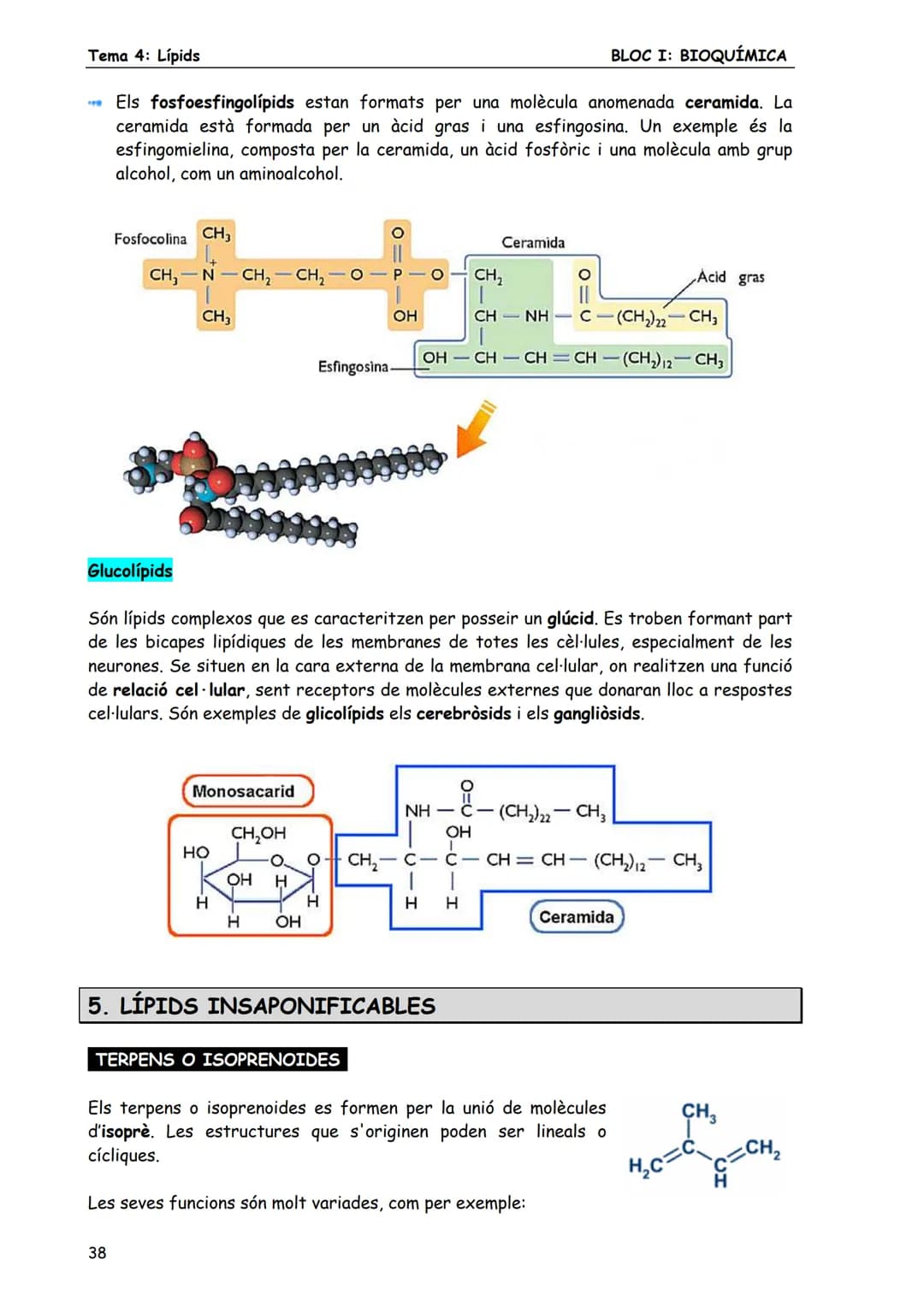 BLOC I: BIOQUÍMICA
Tema 4: Lípids
LÍPIDS
1. CONCEPTE DE LÍPID
Els lípids són biomolècules orgàniques formades bàsicament per carboni, hid