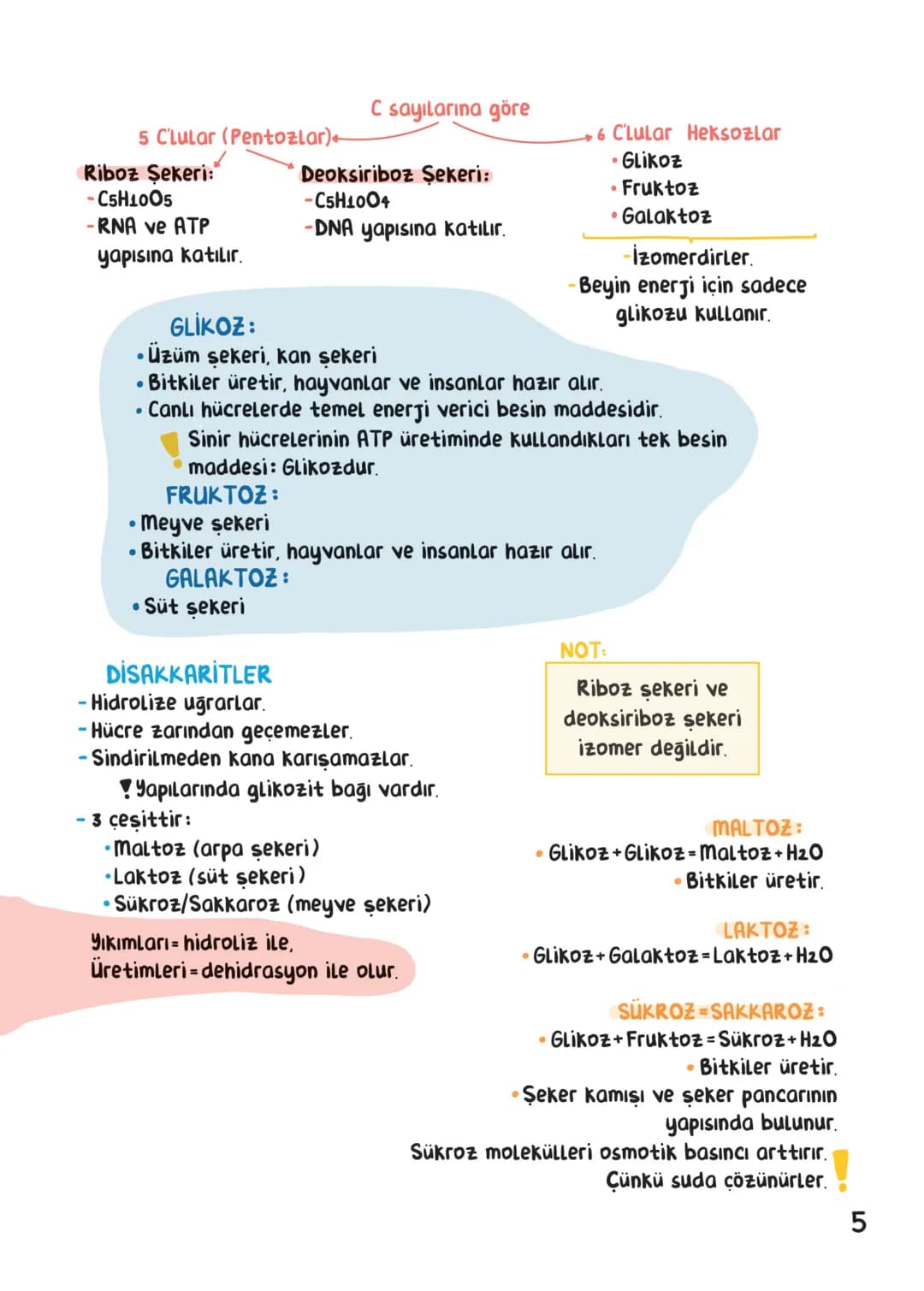 BİYOLOJİ
İÇİNDEKİLER
Canlıların Ortak Özellikleri
1
Canlıların Temel Bileşenleri.
3
Hücre
13
Canlıların Sınıflandırılması.
28
Hücre Bölünm