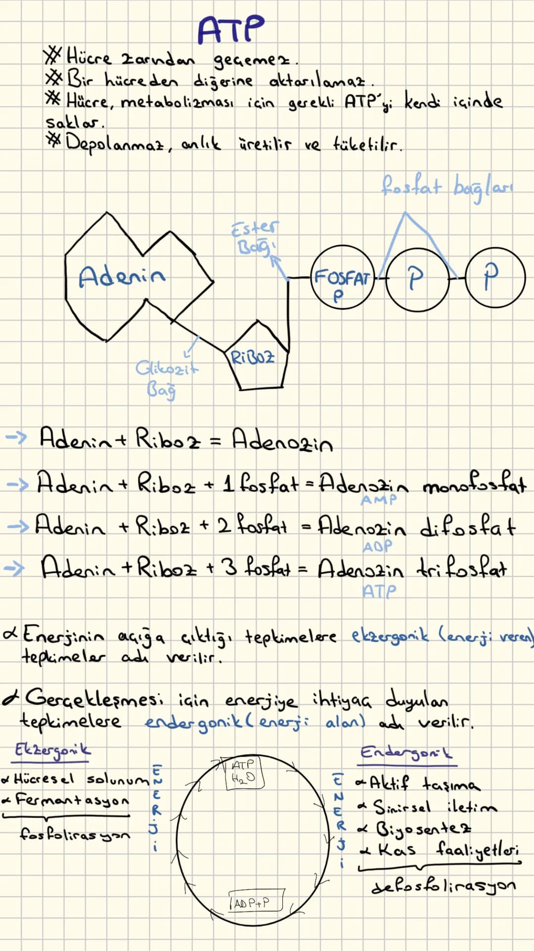 ATP
*Hücre Zarndan geçemez.
*Bir hücre den diğerine aktarılamaz.
*Hücre, metabolizması için gerekli ATP'yi kendi içinde
saklar.
*Depolanmaz