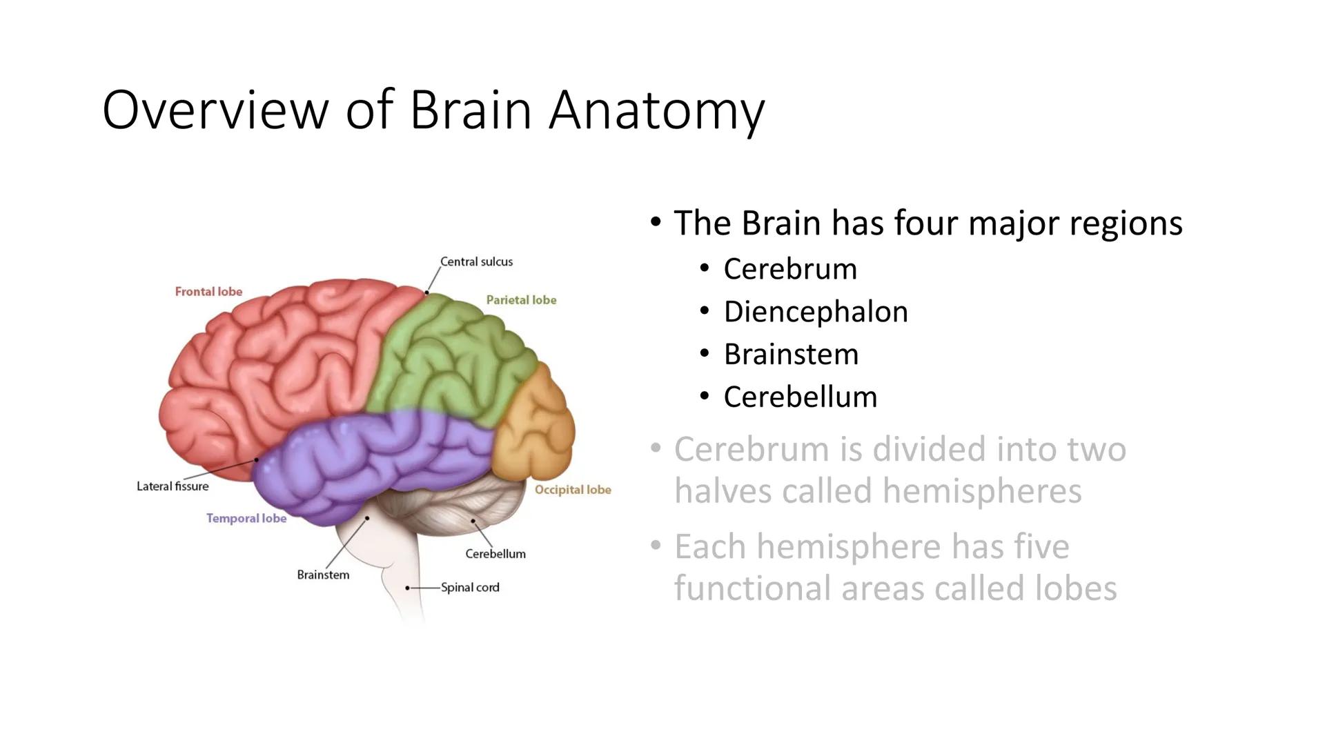 # Overview of Brain Anatomy
Frontal lobe
Central sulcus
Parietal lobe
Lateral fissure
Temporal lobe
Cerebellum
Brainstem
-Spinal cord
Occi