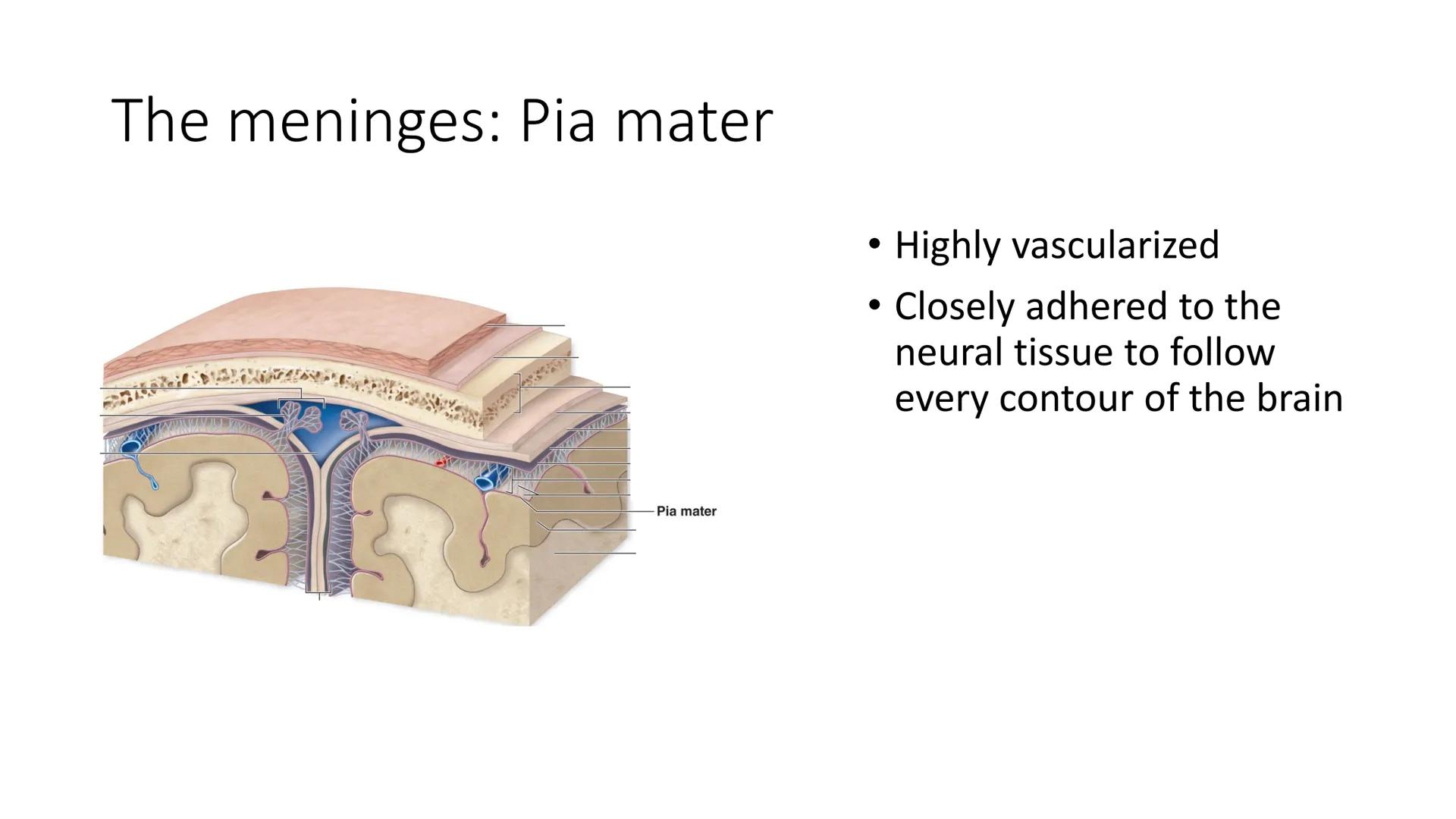 # Overview of Brain Anatomy
Frontal lobe
Central sulcus
Parietal lobe
Lateral fissure
Temporal lobe
Cerebellum
Brainstem
-Spinal cord
Occi