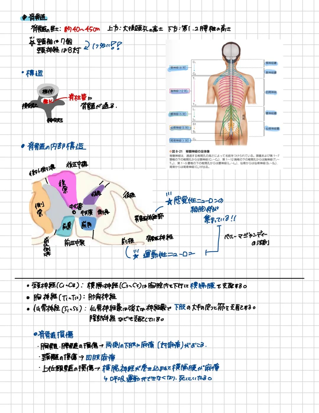# 脊胃道
脊胃道の長さ:約40~450m 上市:大後頭孔の高さ下方:第1.2腰椎の高さ
頸椎は7個
頸神経は8対217多い!!
* 構造
-脊柱管口
脊髄が通る。
突起
●背骨査の内部構造
後外側溝 後正中橋
側
东
中心當
○中険側
★感覚性ニューロンの
細胞体が
有