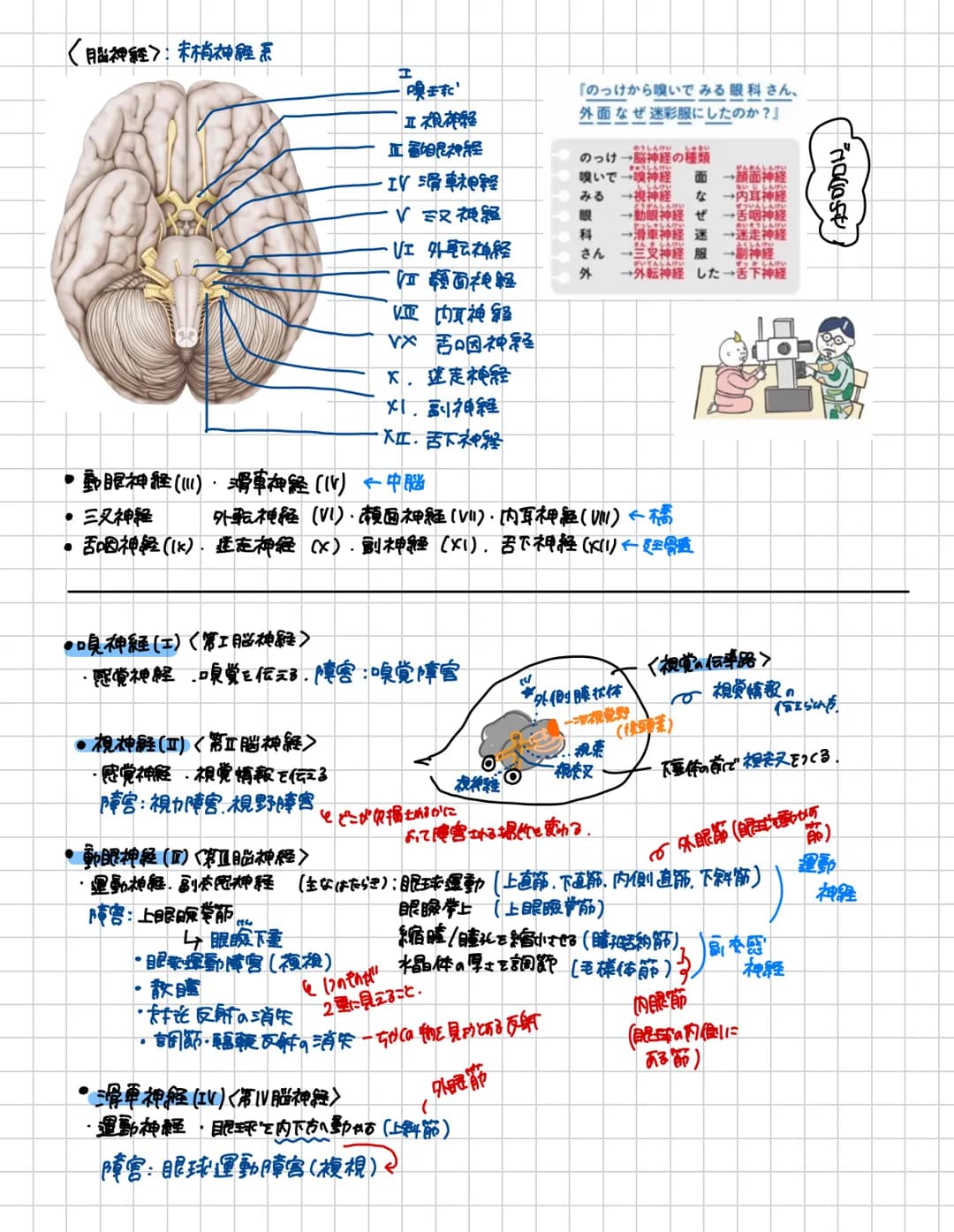 # 脊胃道
脊胃道の長さ:約40~450m 上市:大後頭孔の高さ下方:第1.2腰椎の高さ
頸椎は7個
頸神経は8対217多い!!
* 構造
-脊柱管口
脊髄が通る。
突起
●背骨査の内部構造
後外側溝 後正中橋
側
东
中心當
○中険側
★感覚性ニューロンの
細胞体が
有