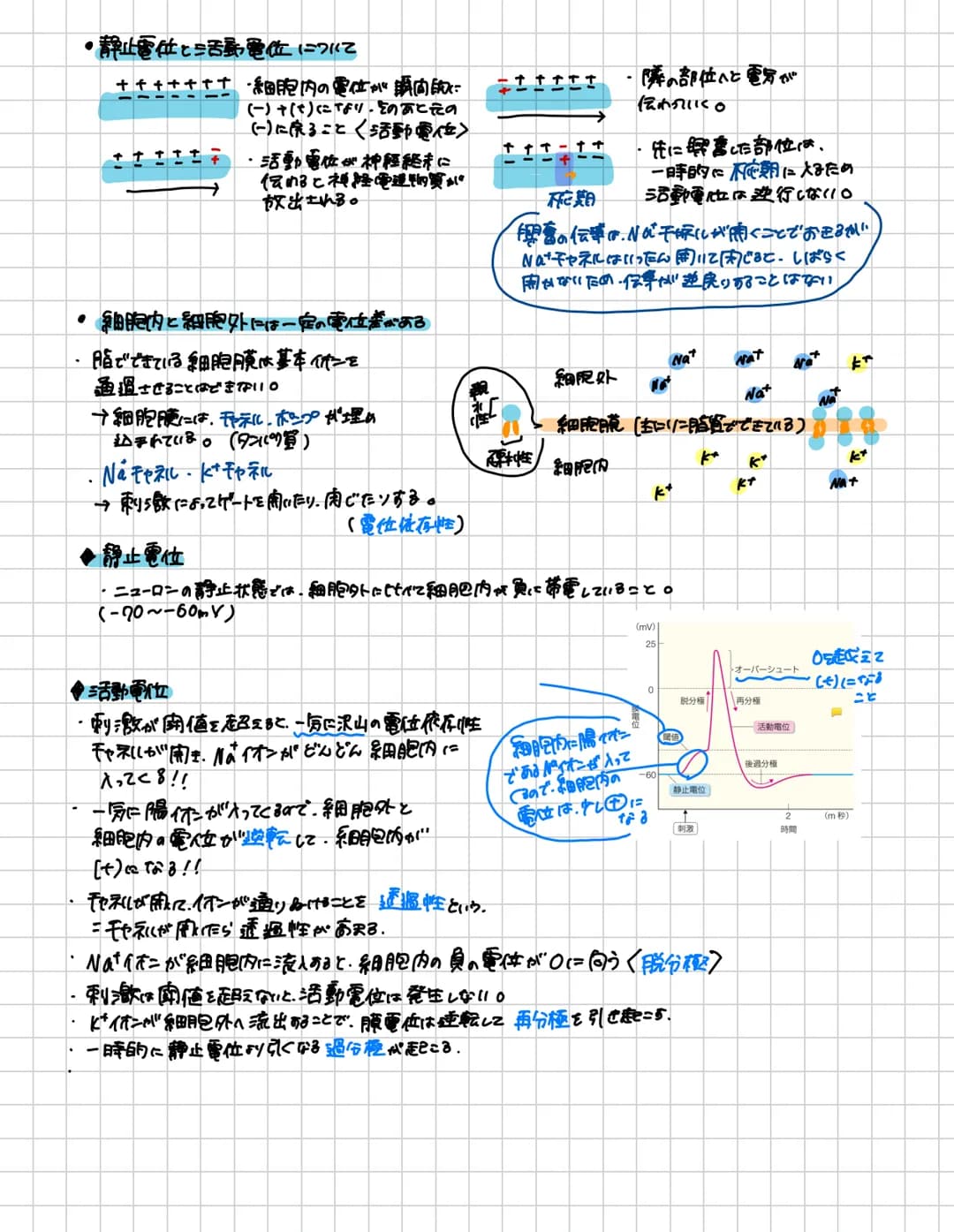 # 脊胃道
脊胃道の長さ:約40~450m 上市:大後頭孔の高さ下方:第1.2腰椎の高さ
頸椎は7個
頸神経は8対217多い!!
* 構造
-脊柱管口
脊髄が通る。
突起
●背骨査の内部構造
後外側溝 後正中橋
側
东
中心當
○中険側
★感覚性ニューロンの
細胞体が
有