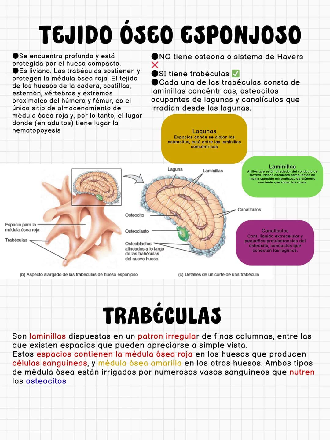 # FUNCIONES DEL HUESO
constituye aproximadamente el 18% del peso corporal
Sostén
Protección
Calc
Phosphorus
Homeostasis mineral
Asist