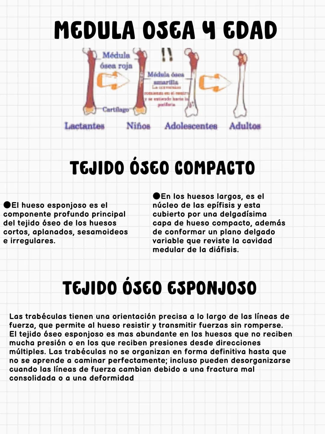 # FUNCIONES DEL HUESO
constituye aproximadamente el 18% del peso corporal
Sostén
Protección
Calc
Phosphorus
Homeostasis mineral
Asist