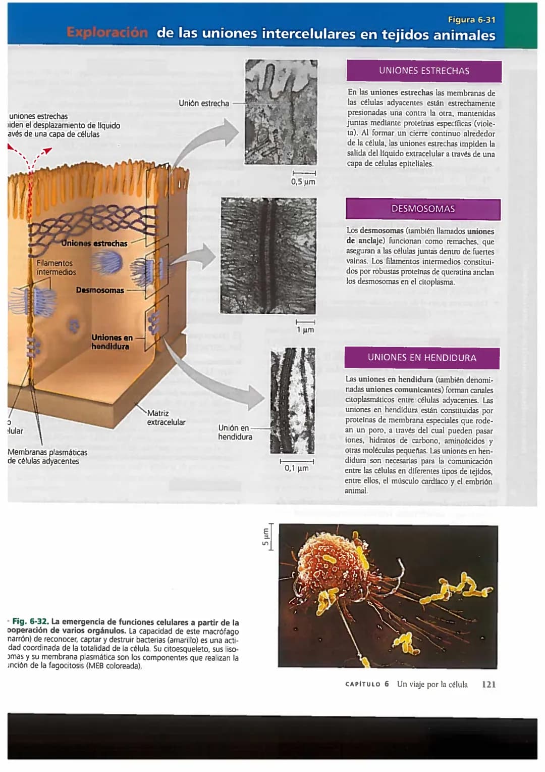 # Concepto 6-6
El citoesqueleto es una red de fibras
que organiza las estructuras
y las actividades de la célula
En los primeros tiempos de