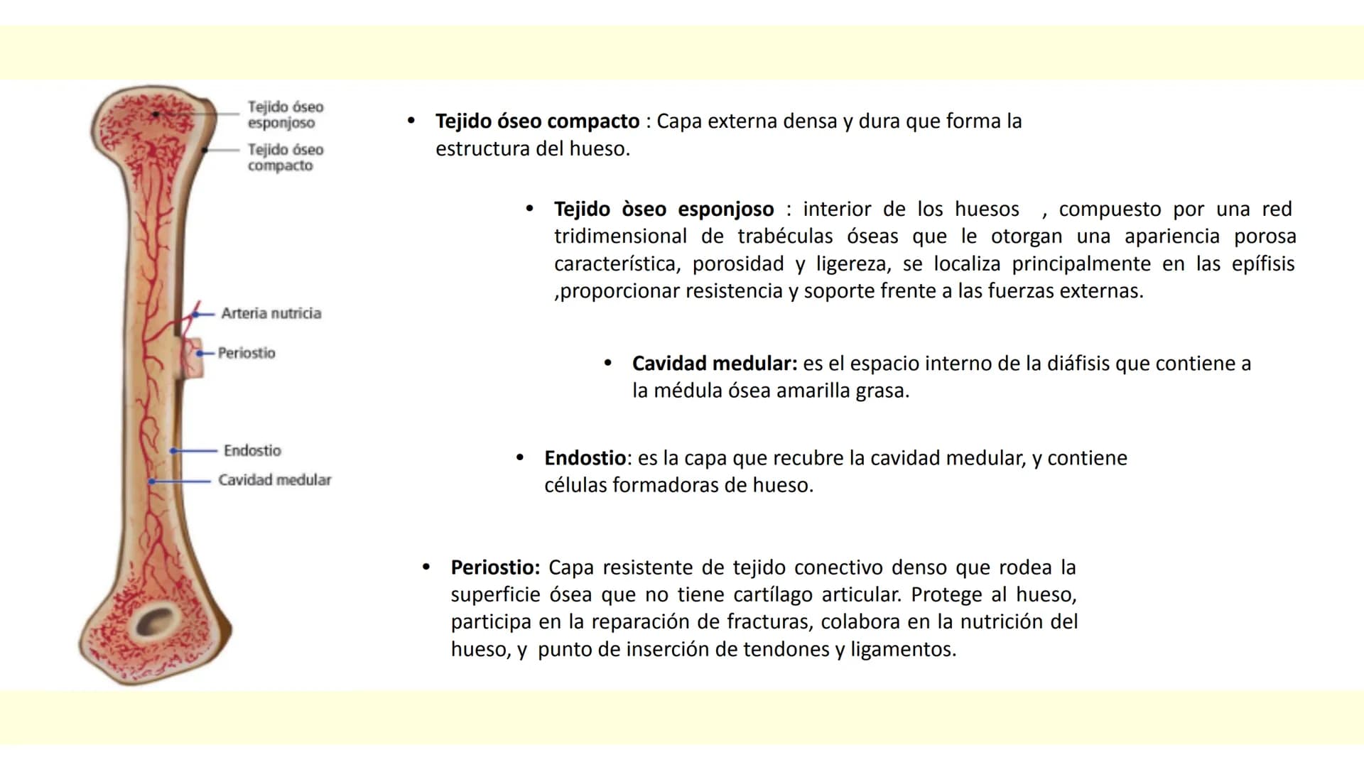# SISTEMA ÓSEO Es una compleja estructura compuesta por los huesos del
esqueleto humano, los cartílagos, los ligamentos y
los tendones.
Cad