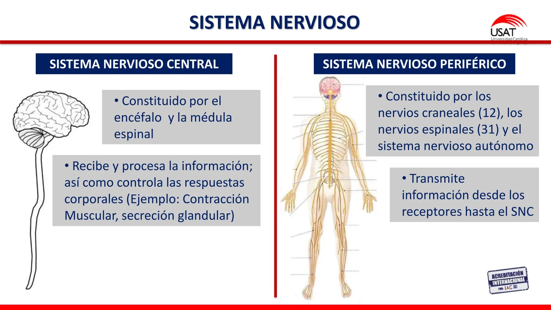 USAT
Universidad Católica
Santa Toribin de Magraveja
SISTEMA NERVIOSO: SN Central: Médula
espinal. Tronco encefálico, Cerebelo.
Diencéfalo.