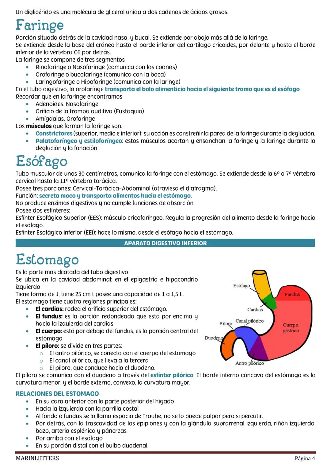 externo, que permite el control voluntario de la defecación.
La contracción involuntaria del músculo liso contribuye a degradar los aliment
