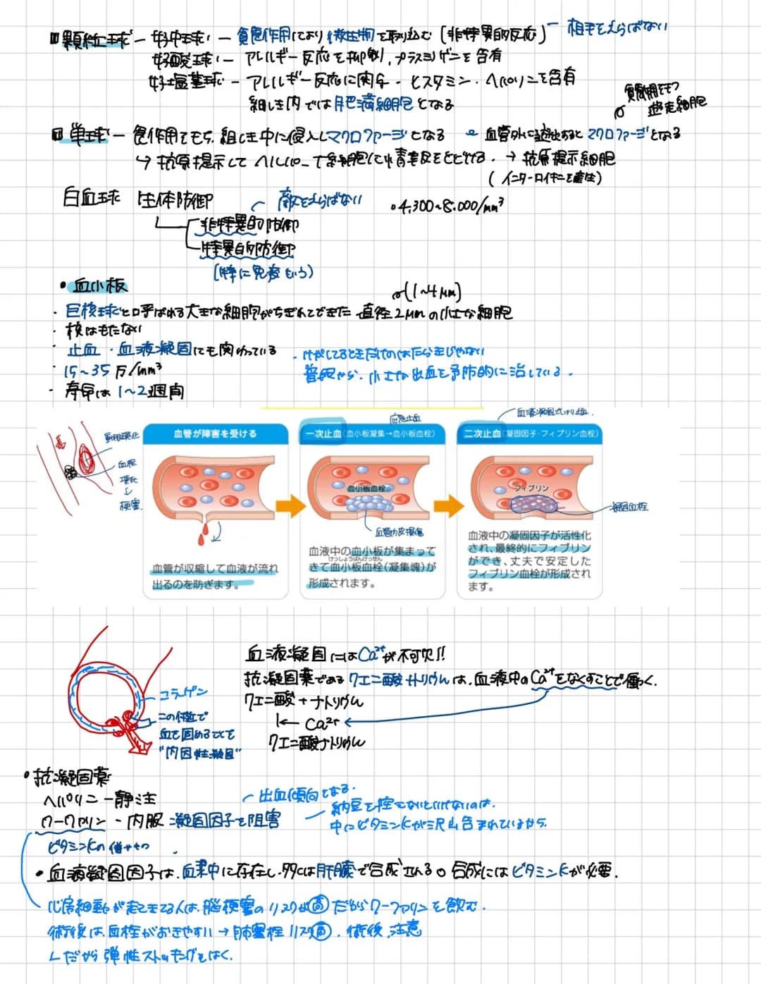 ■顆粒球一好中球,一貧億作用により微生物を取刷込む「非特異的反応」「相手をえらばない
好酸球・ー アレルギー反応を印刷、プラスミノゲンを含有
好塩基球・・アレルギー反応に関与・ヒスタミン・ヘパリンを含有
細しき内では肥満細胞となる
食用をもつ
遊走細胞
■単球一食作用をもち、組し