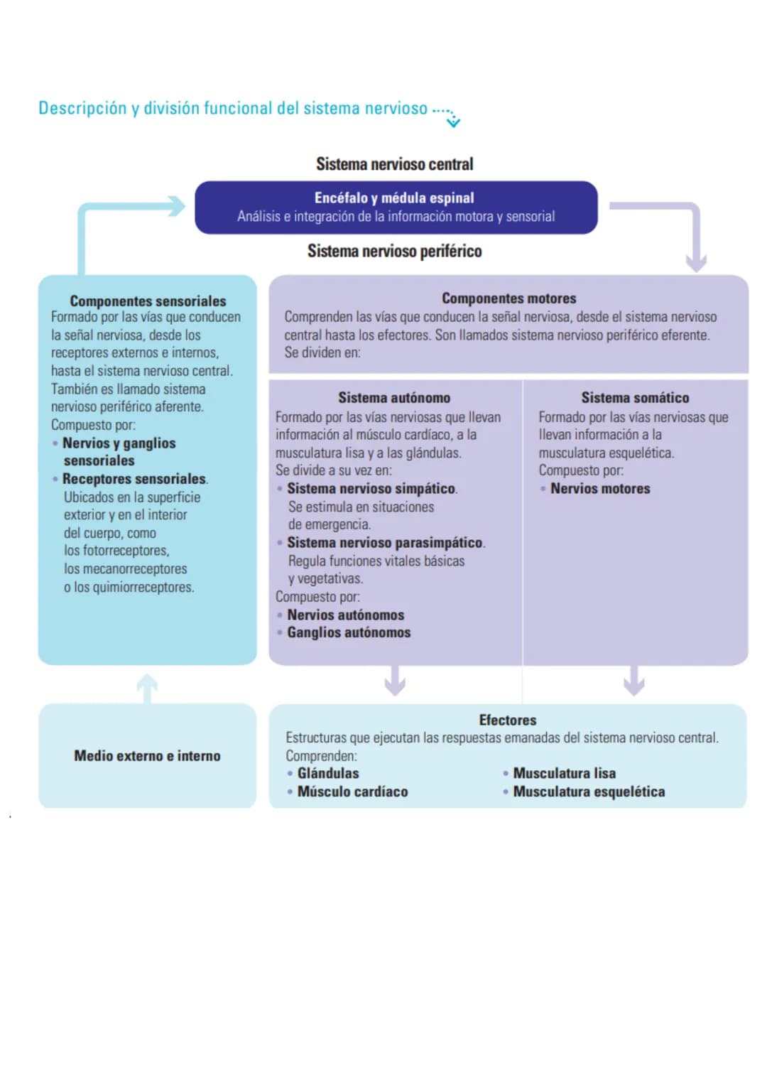 # Sistema nervioso: funciones y estructuras
ACTIVATE
¿Con cuál mano escribes o pintas mejor? ¿Por qué? ¿Cómo reacciona tu cuerpo
cuando te
