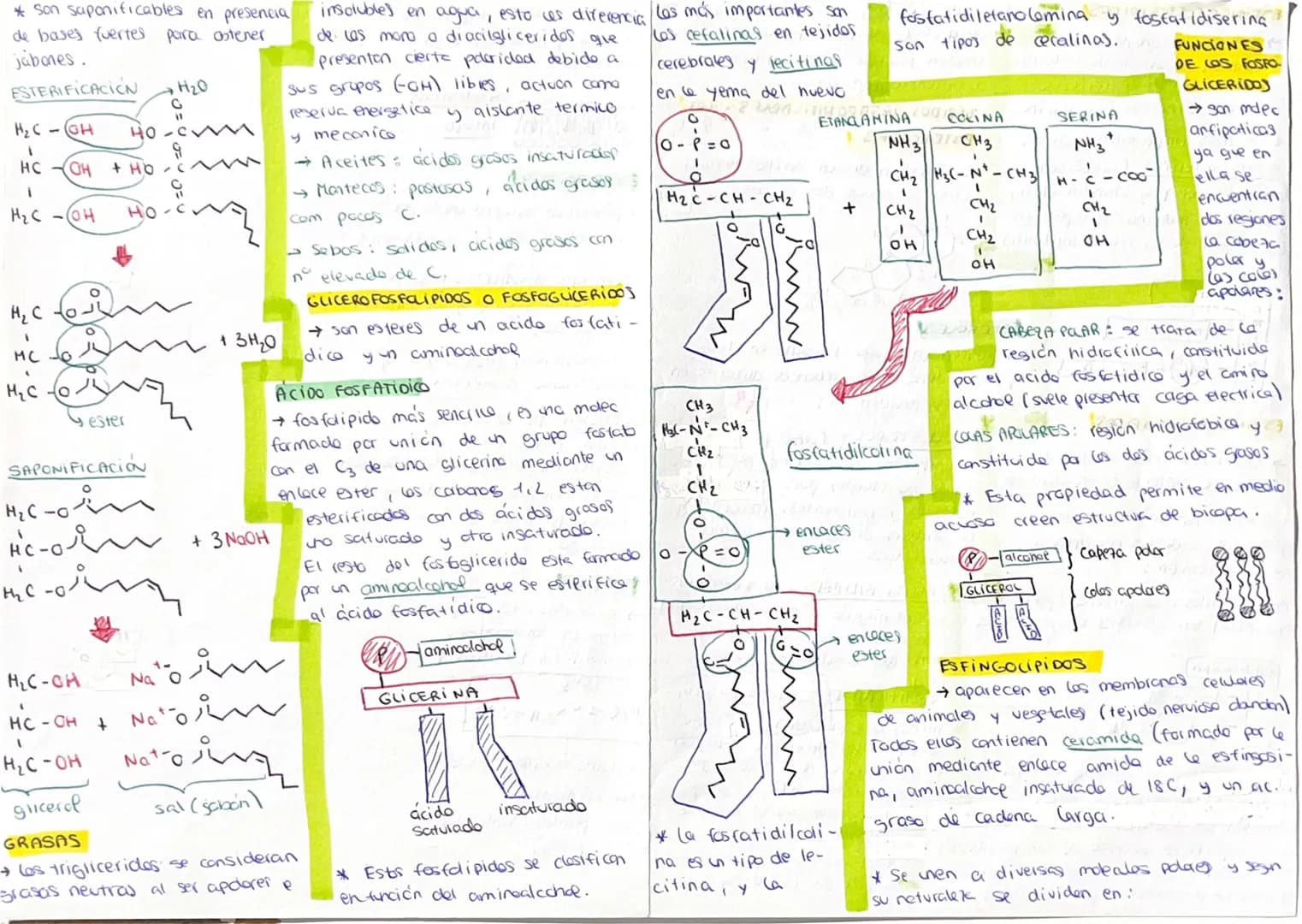 # LIPIDOS
→Biomolecules organicos constituidos
pa C, H, O algunos ademas P.N.S.
* Faman un grupo de sust heterogeneo
tanto pa su estructura
