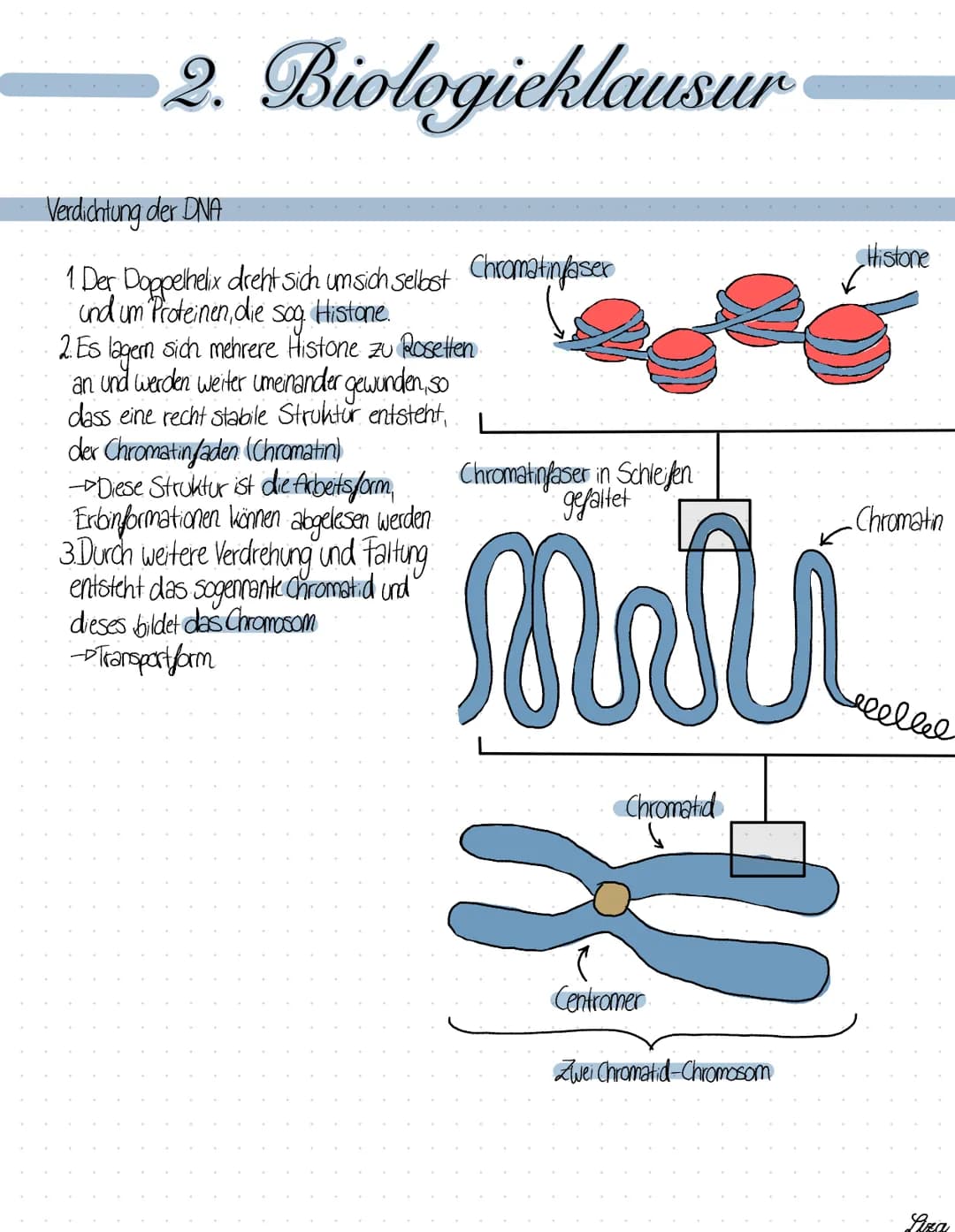# 2. Biologieklausur
## Die Replikation
= Semikonservative, identische Verdopplung der DNA, die vor jeder Zellteilung stallfindet.
1. Der
