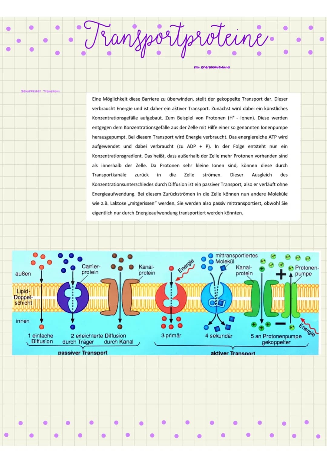 # Transportproteine
mit Eners:courwand
BCHOPPEHER TYOMEPORI
Eine Möglichkeit diese Barriere zu überwinden, stellt der gekoppelte Transpor