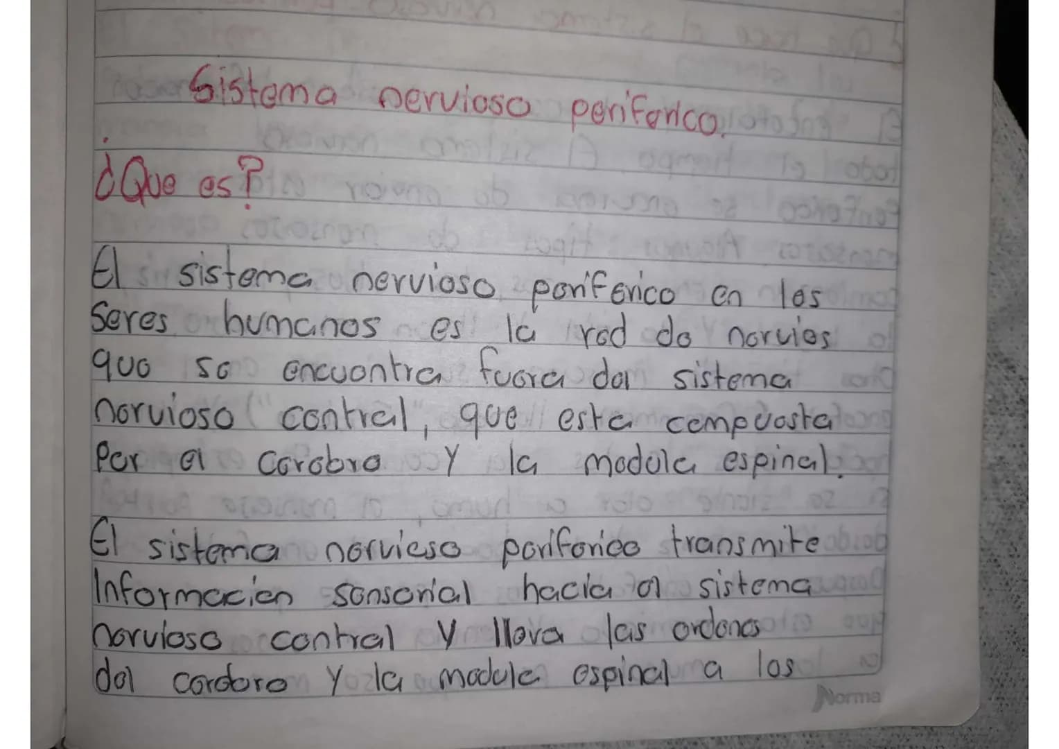 # Sistema nervioso periférico
## ¿Que es?
El sistema nervioso periférico en los
Seres humanos es la red de nervios
que se encuentra fuera