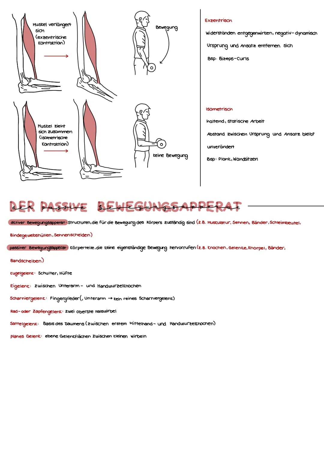 # Anatomisch-psychiologische Grundlagen
## MUSKELAUFBAU
### Wie funktioniert Muskelaufbau und was ist Hypertrophie?
- starte körperliche Bel
