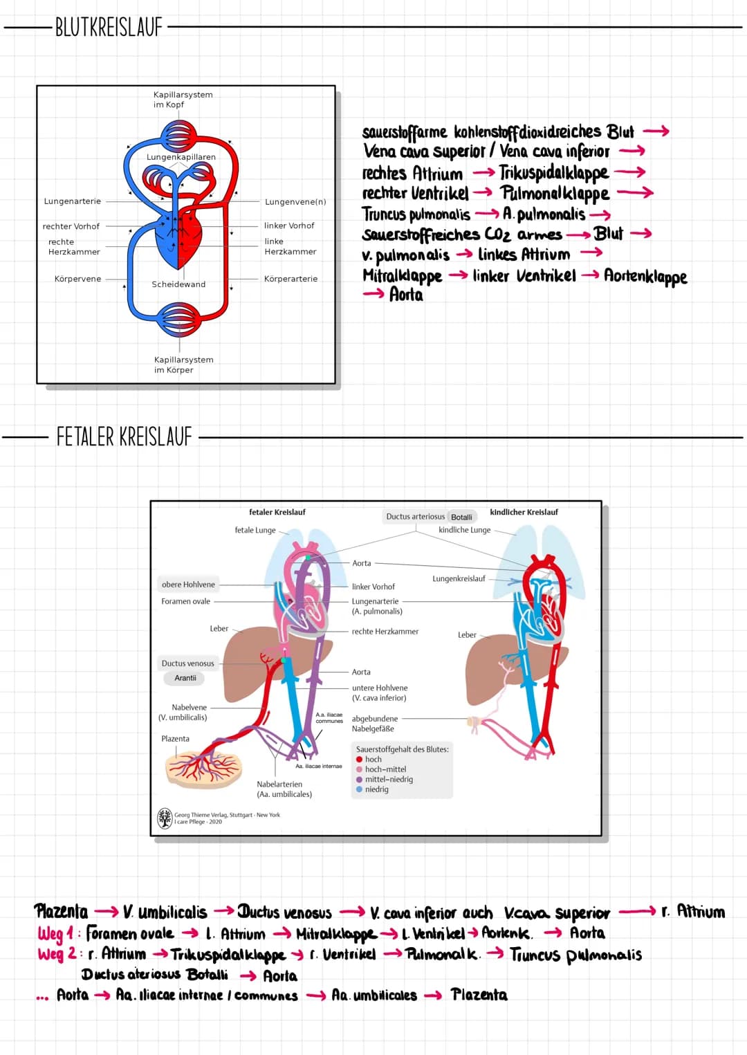# Das Herz
## ALLGEMEINE FAKTEN
Truncus brachiocephalicus
Aorta
obere Hohlvene
(V. cava superior)
Lungenvene
(V. pulmonalis)
Foramen
ovale