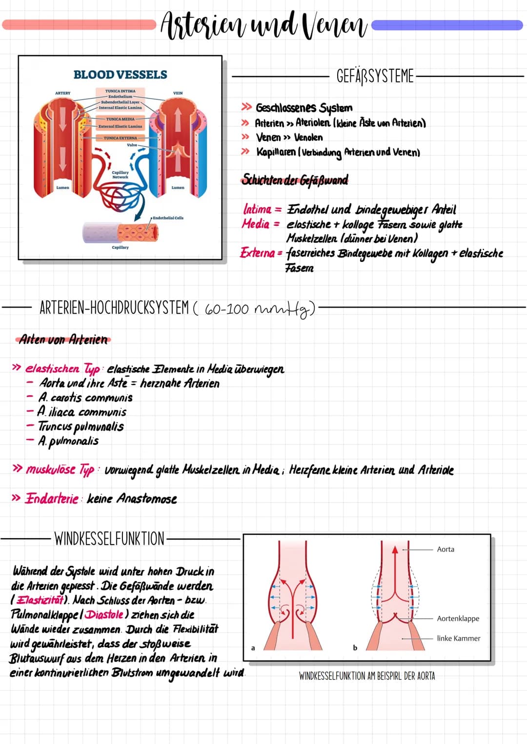 # Das Herz
## ALLGEMEINE FAKTEN
Truncus brachiocephalicus
Aorta
obere Hohlvene
(V. cava superior)
Lungenvene
(V. pulmonalis)
Foramen
ovale