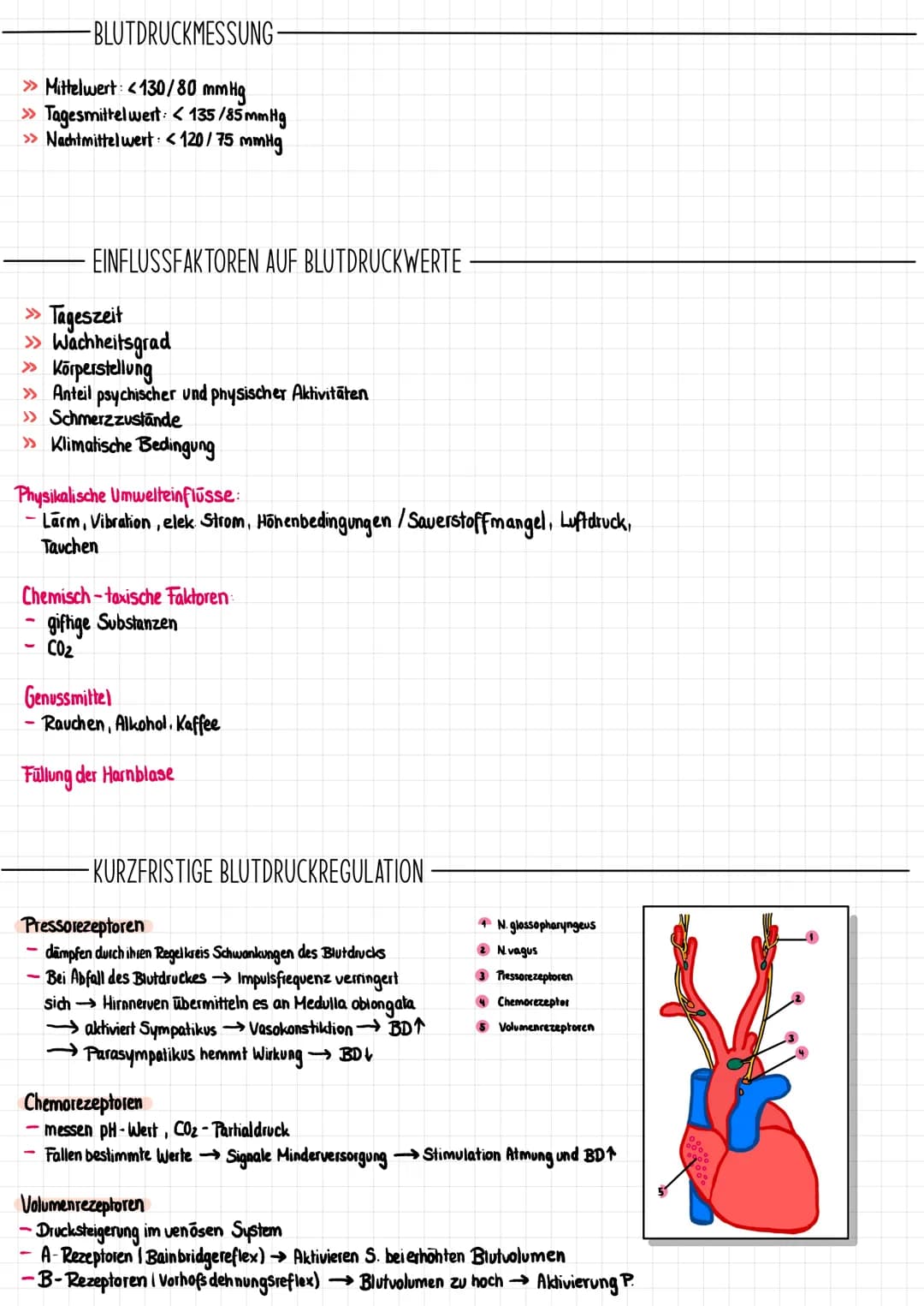 # Das Herz
## ALLGEMEINE FAKTEN
Truncus brachiocephalicus
Aorta
obere Hohlvene
(V. cava superior)
Lungenvene
(V. pulmonalis)
Foramen
ovale