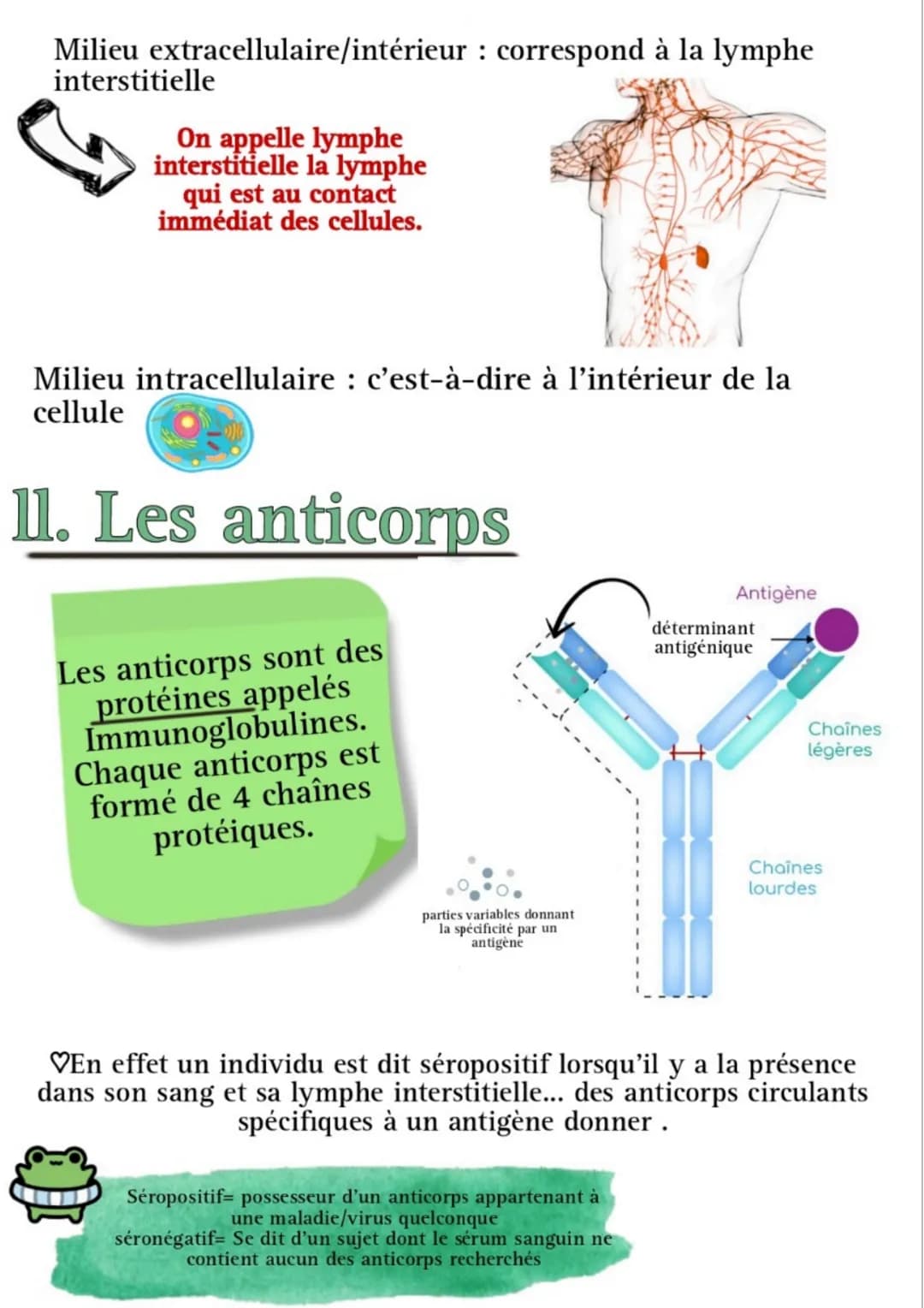 # L'immunité adaptative
présente
chez les
vertébrés
assure
l'intégrité du
milieu
intracellulaire
et du milieu
extracellulaire
Adaptative