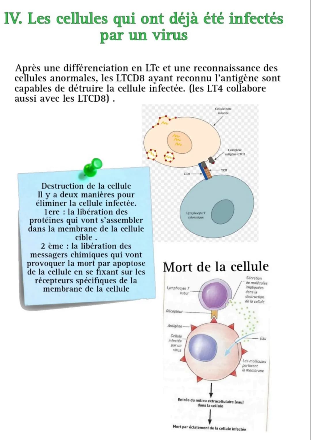 # L'immunité adaptative
présente
chez les
vertébrés
assure
l'intégrité du
milieu
intracellulaire
et du milieu
extracellulaire
Adaptative