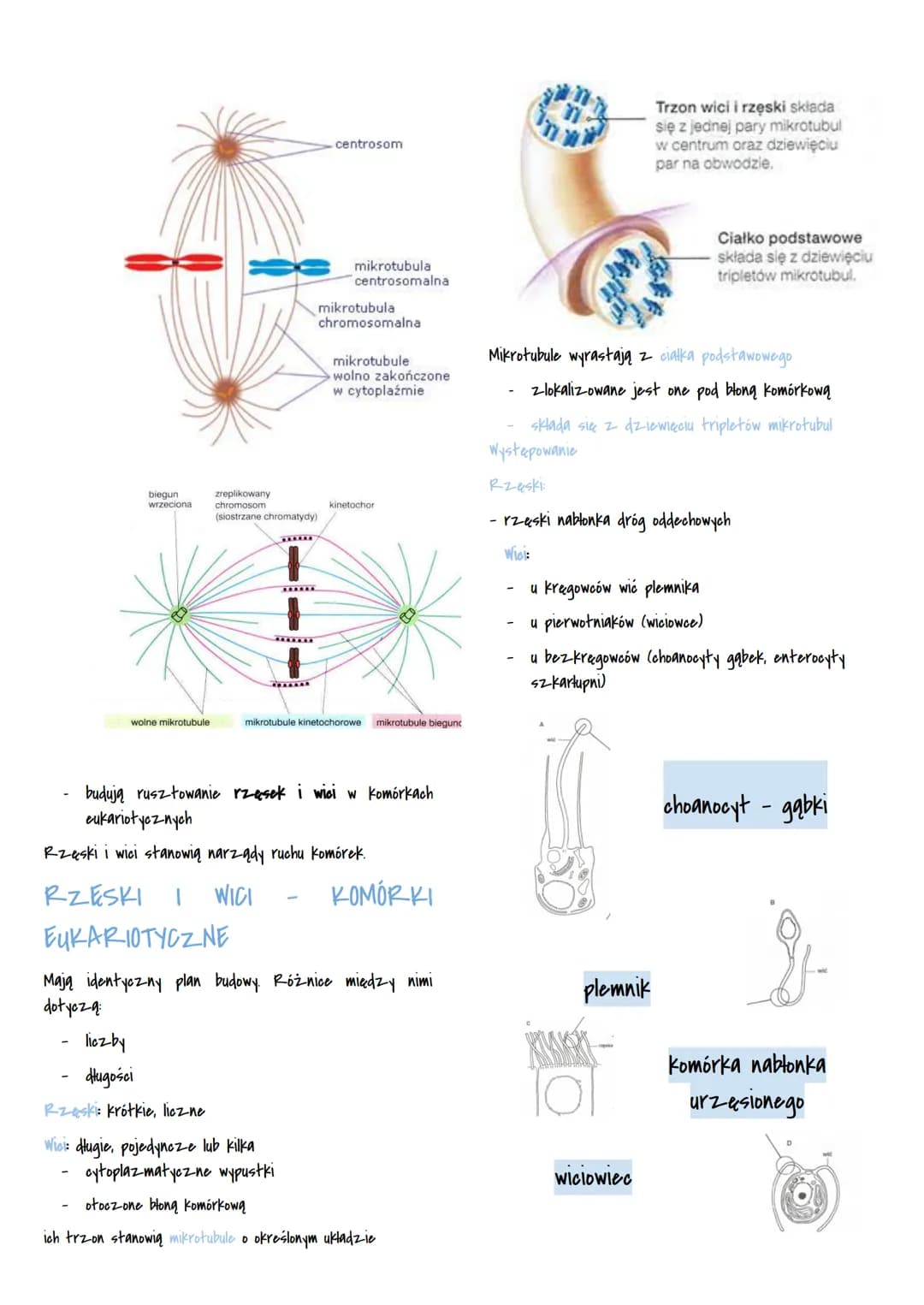 # CYTOPLAZMA
WNĘTRZE KOMÓRKI
- jądro komórkowe
- cytoplaz-ma
CYTOPLAZMA
- aytozol -półpłynny składnik cytoplaz-my
- organelle komórkowe