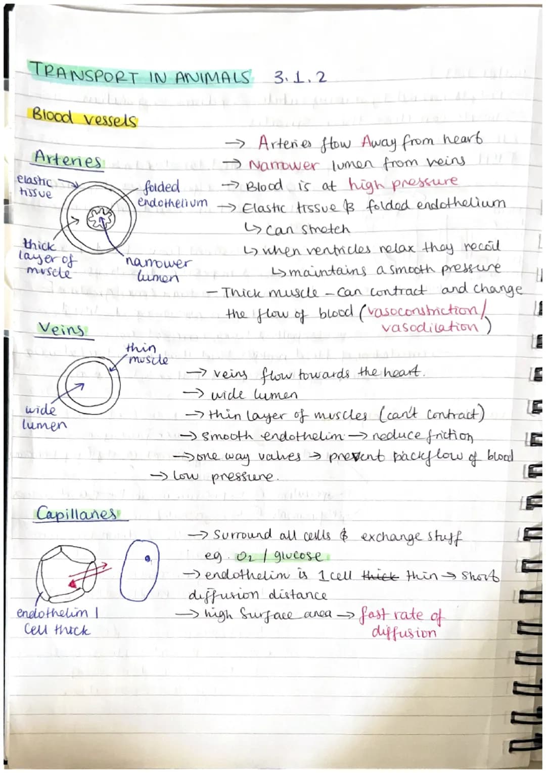 # TRANSPORT IN ANIMALS 3.1.2
Blood vessels
Arteries
elastic
tissue
folded
endothelium
thick
layer of
musete
namower
lumen
→ Arteries